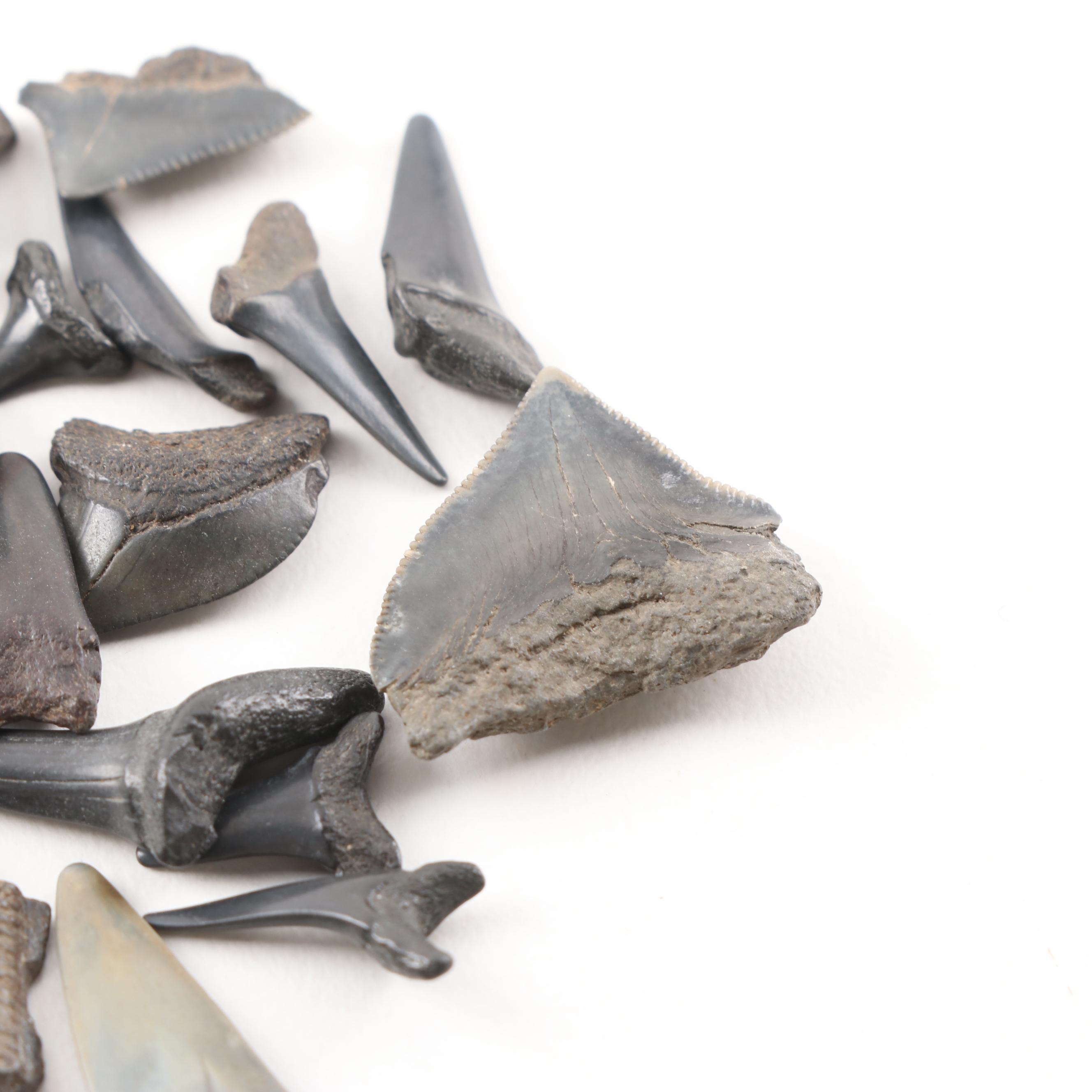 Fossil Shark Teeth