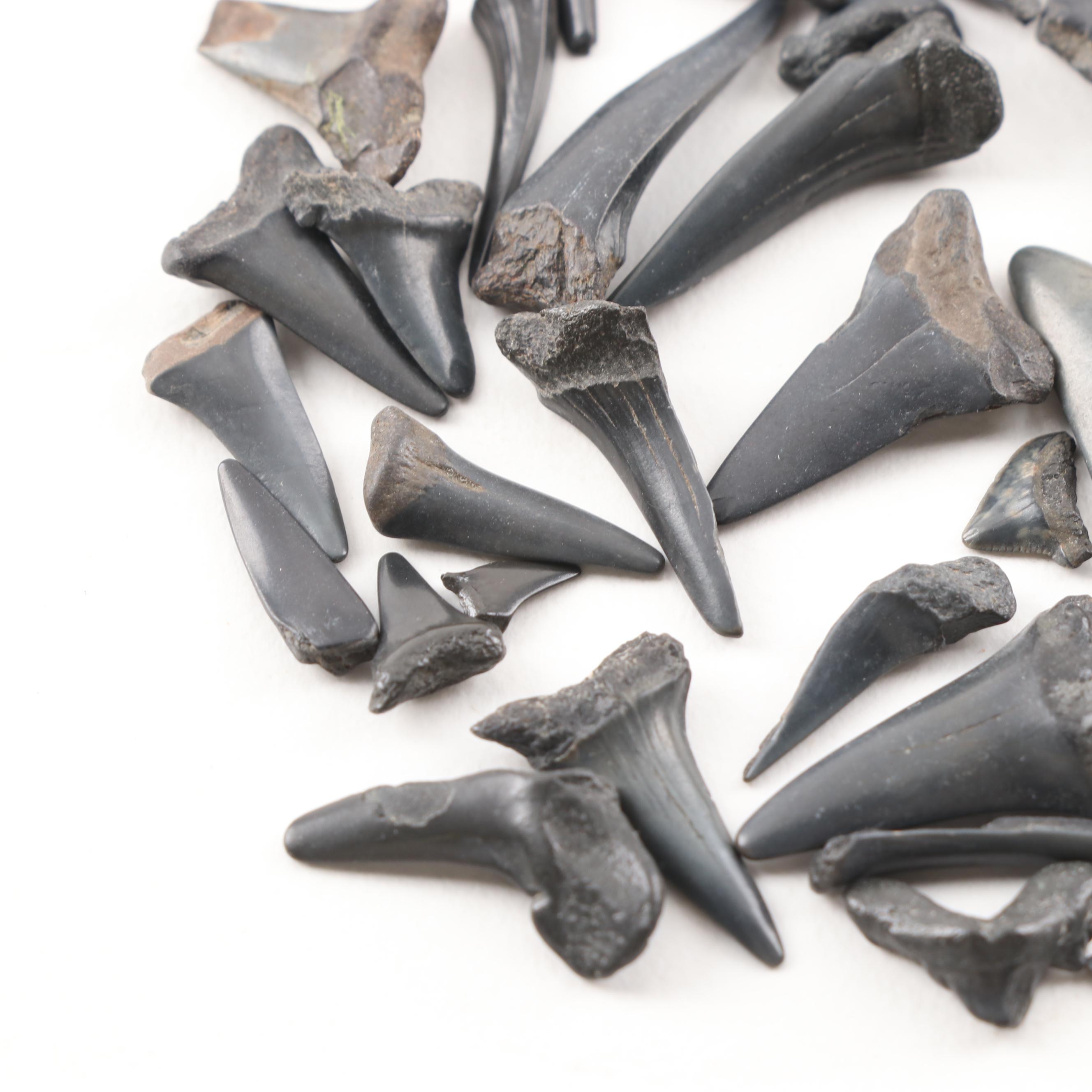 Fossil Shark Teeth