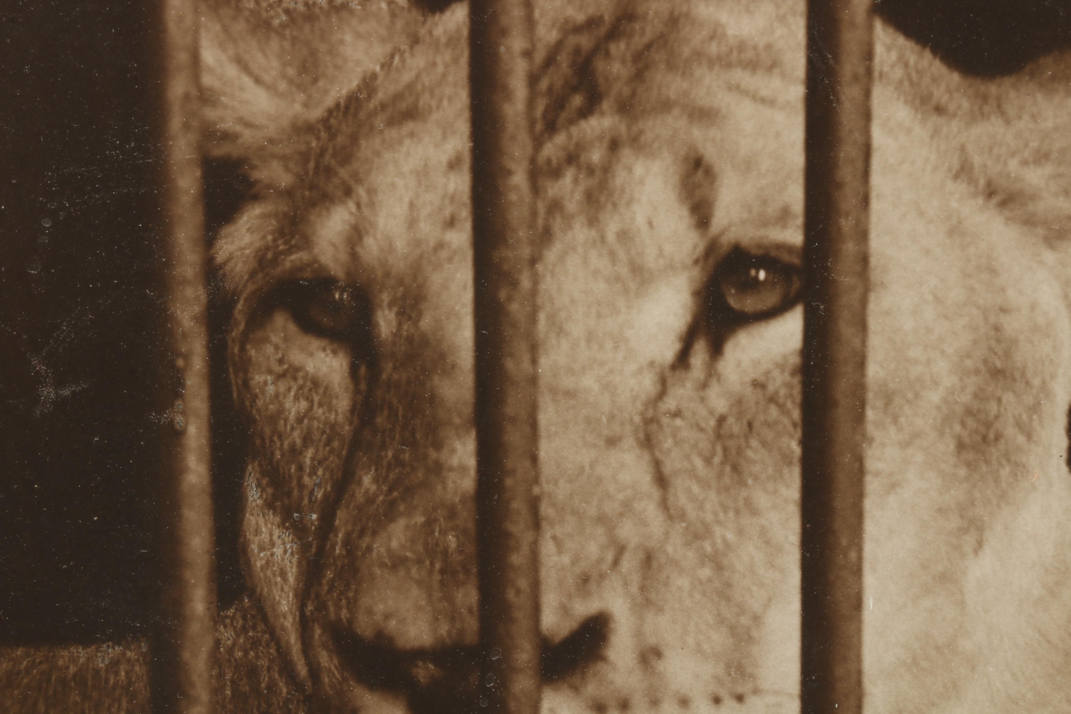 Mid 20th Century Photographic Prints "Forgotten" and "Her Highness"