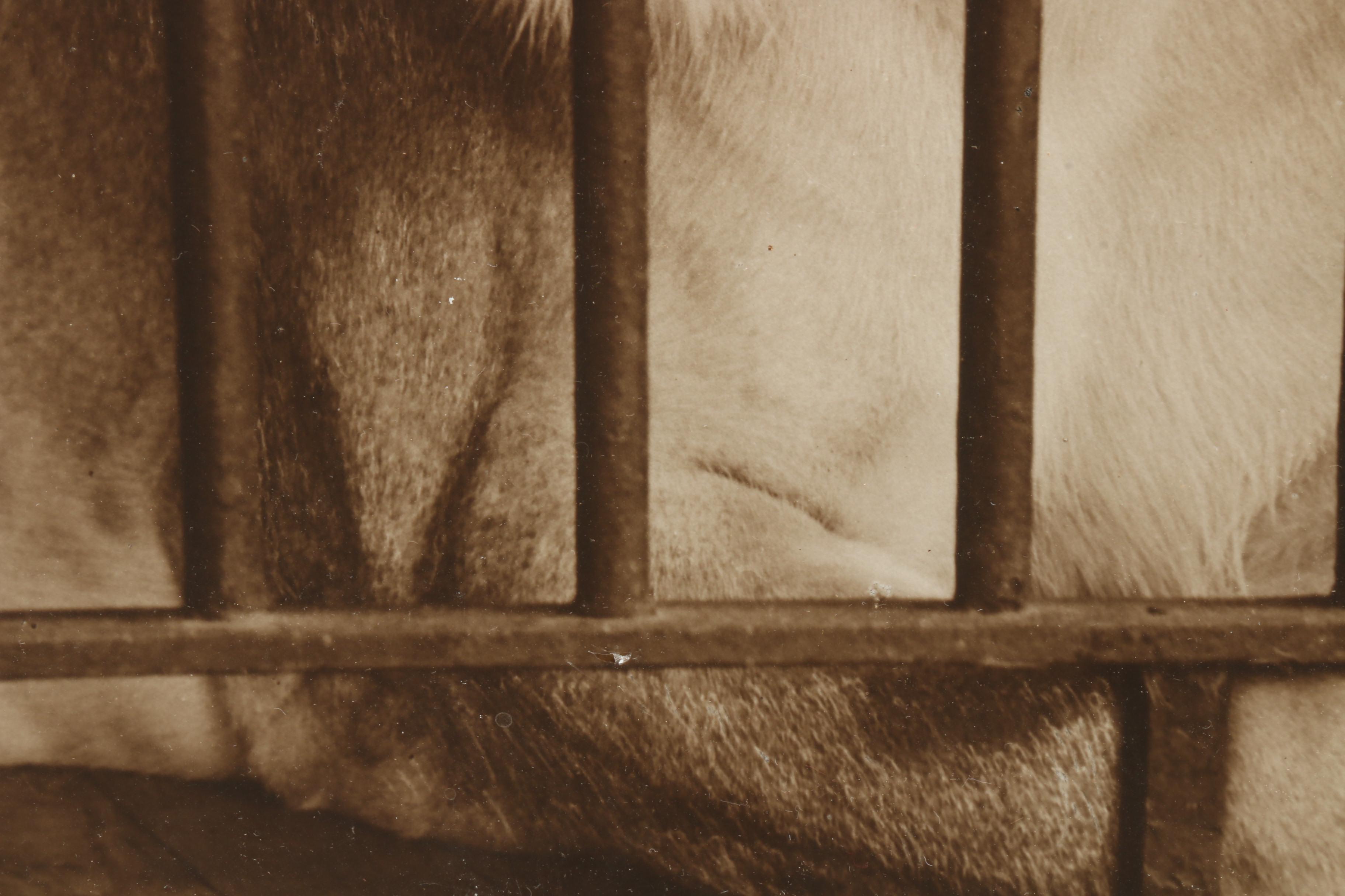 Mid 20th Century Photographic Prints "Forgotten" and "Her Highness"