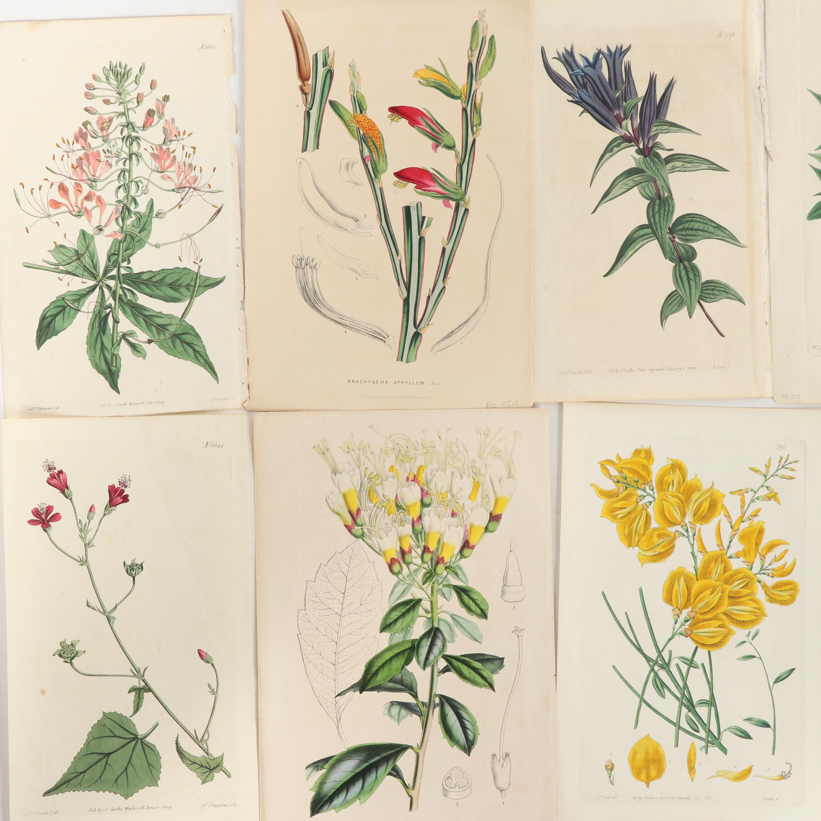 Botanical Journal Hand Colored Etchings and Lithographs, Late 19th Century