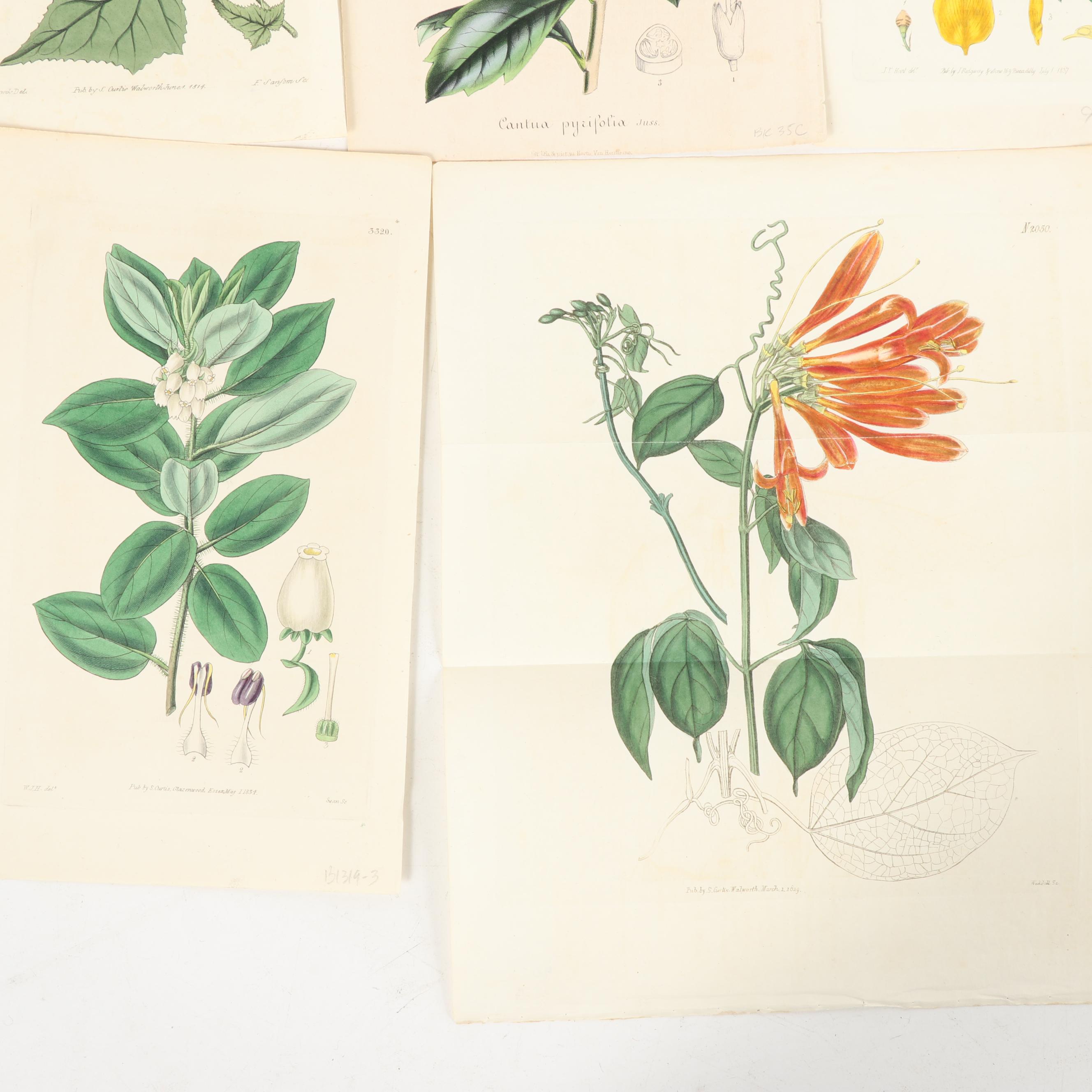 Botanical Journal Hand Colored Etchings and Lithographs, Late 19th Century