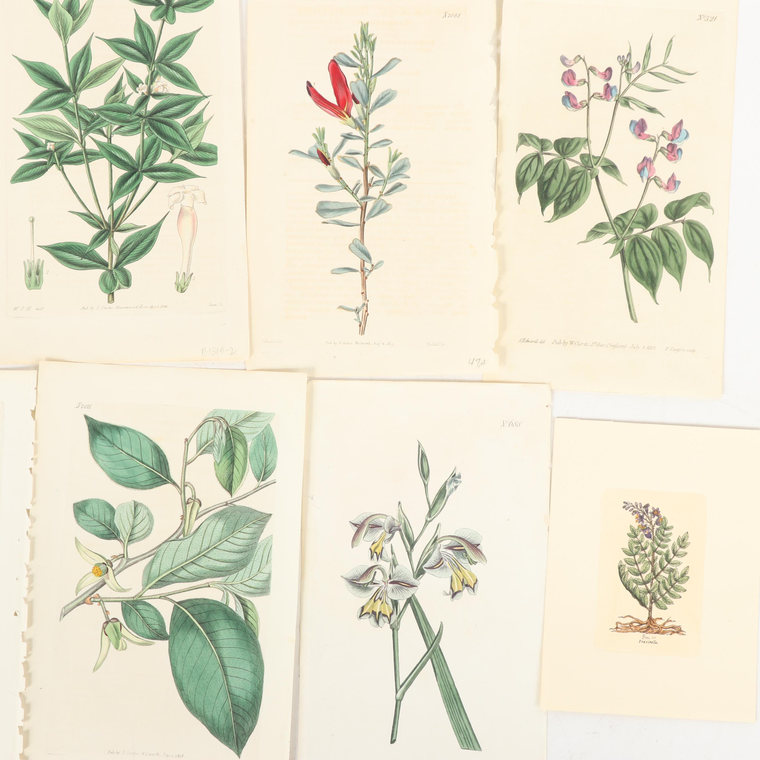 Botanical Journal Hand Colored Etchings and Lithographs, Late 19th Century