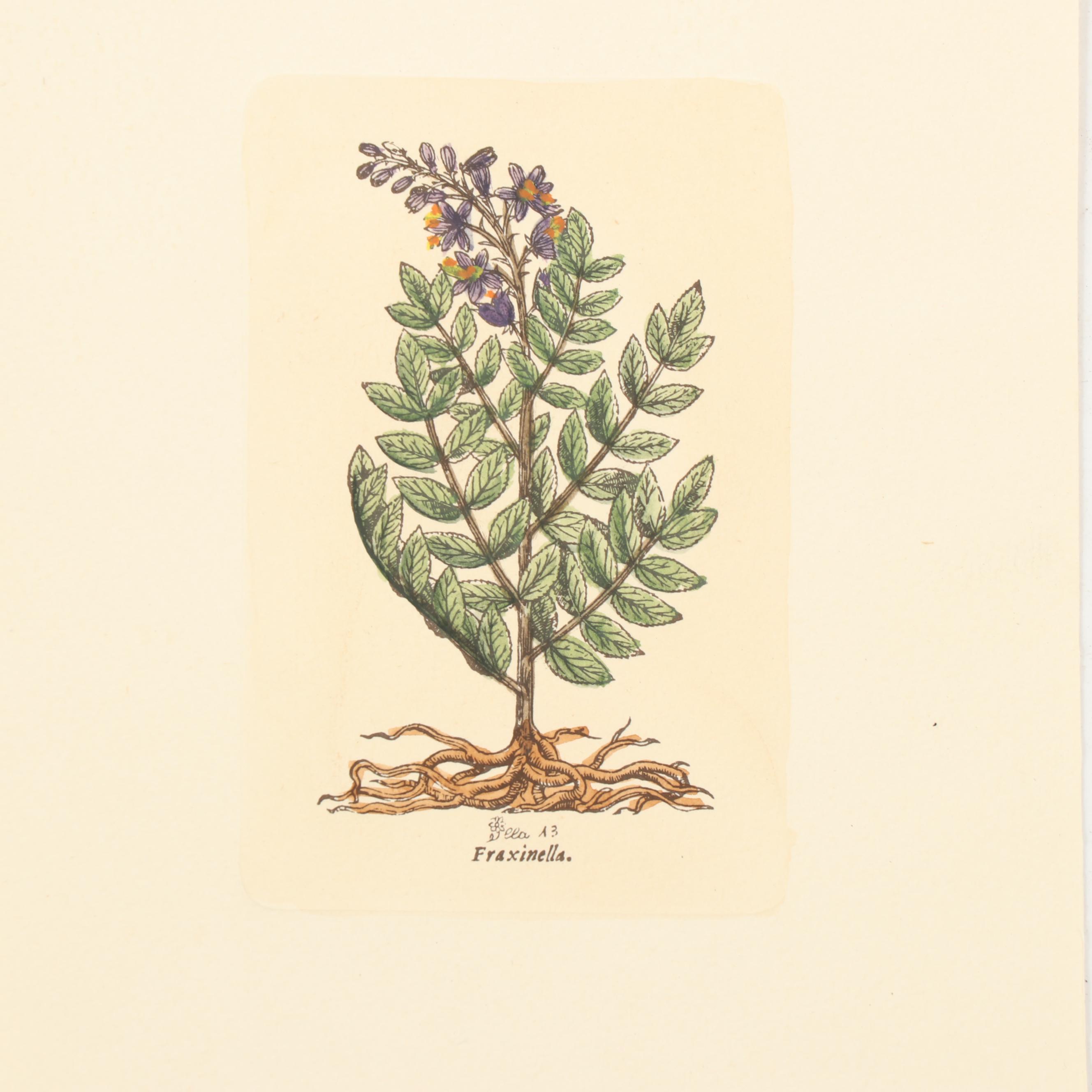 Botanical Journal Hand Colored Etchings and Lithographs, Late 19th Century