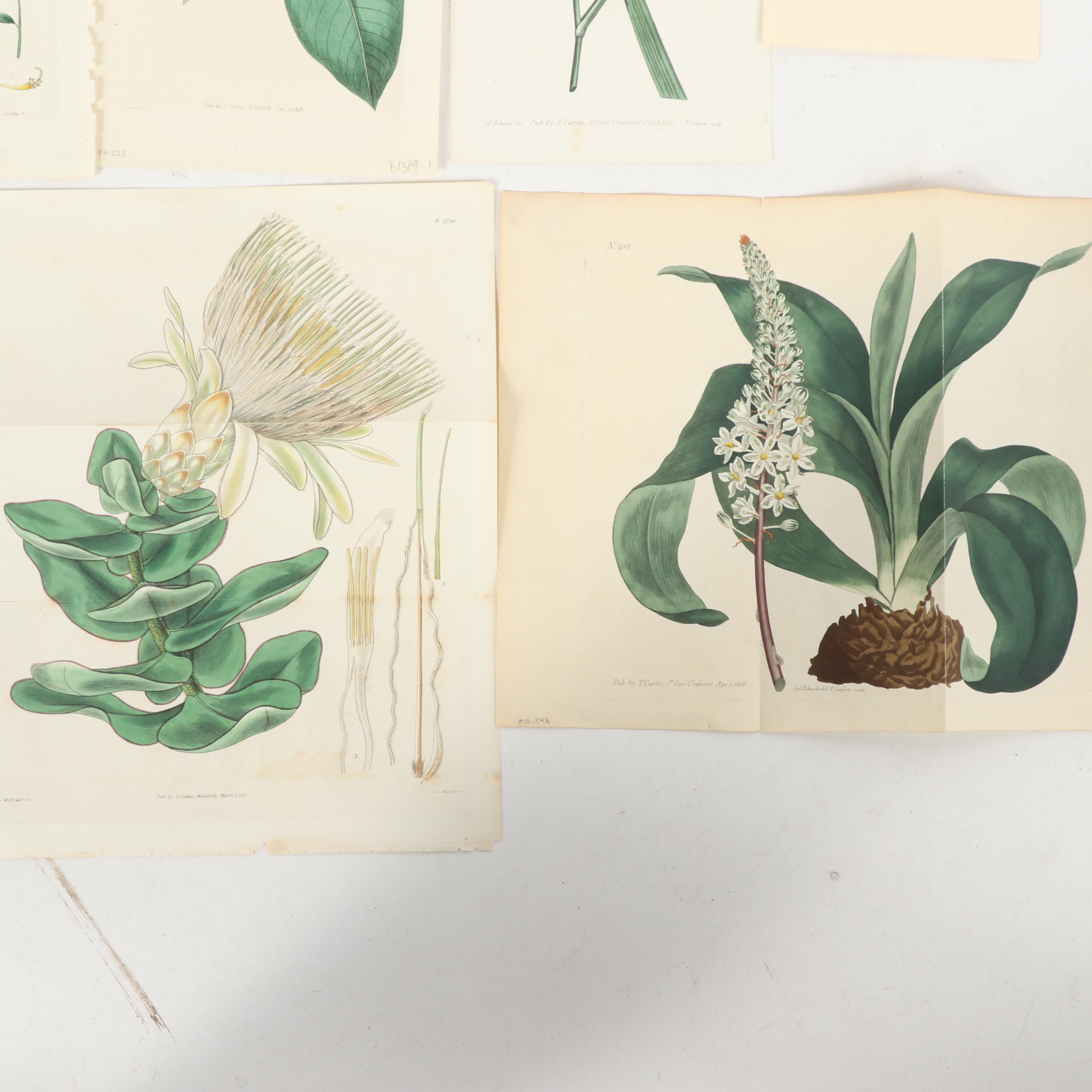 Botanical Journal Hand Colored Etchings and Lithographs, Late 19th Century