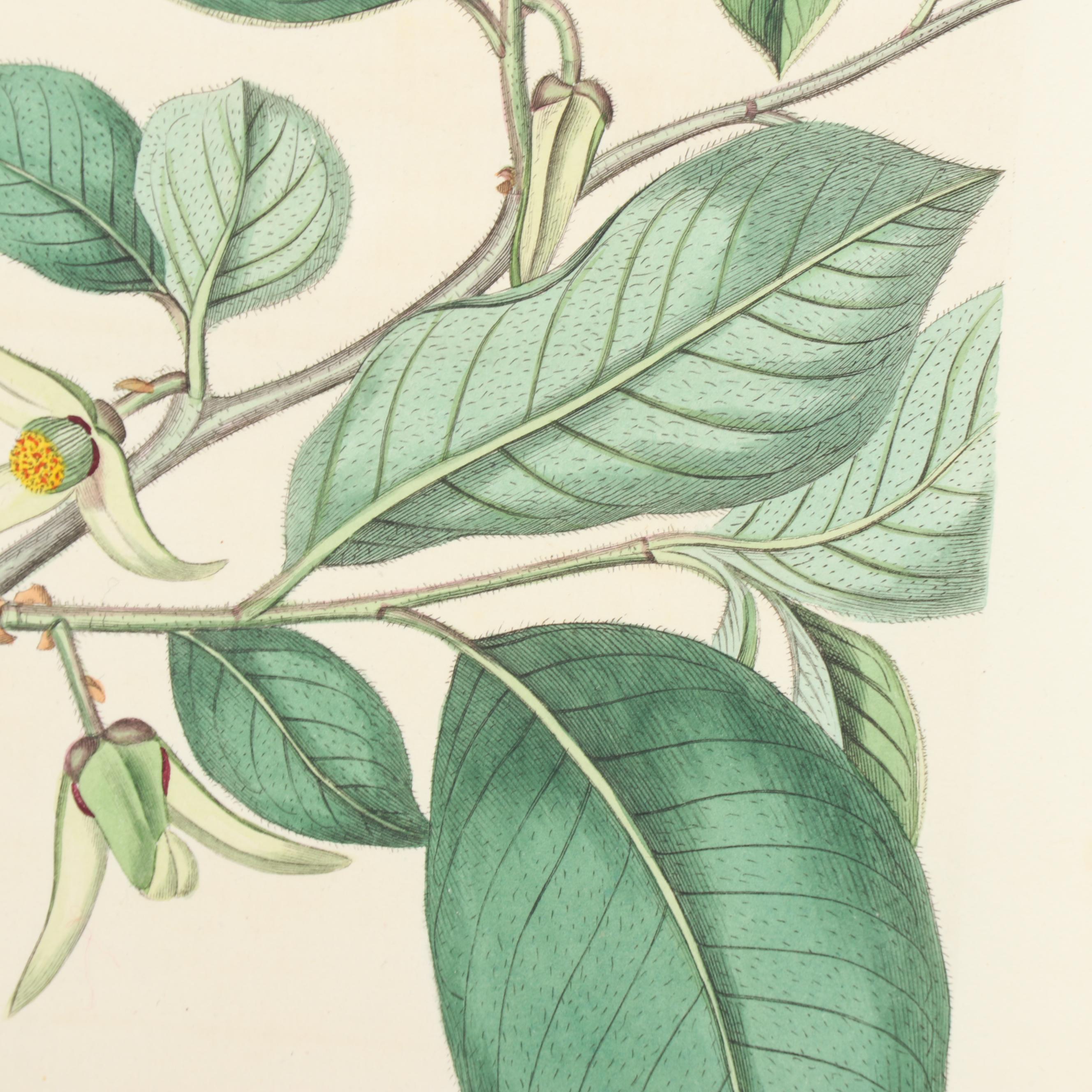 Botanical Journal Hand Colored Etchings and Lithographs, Late 19th Century