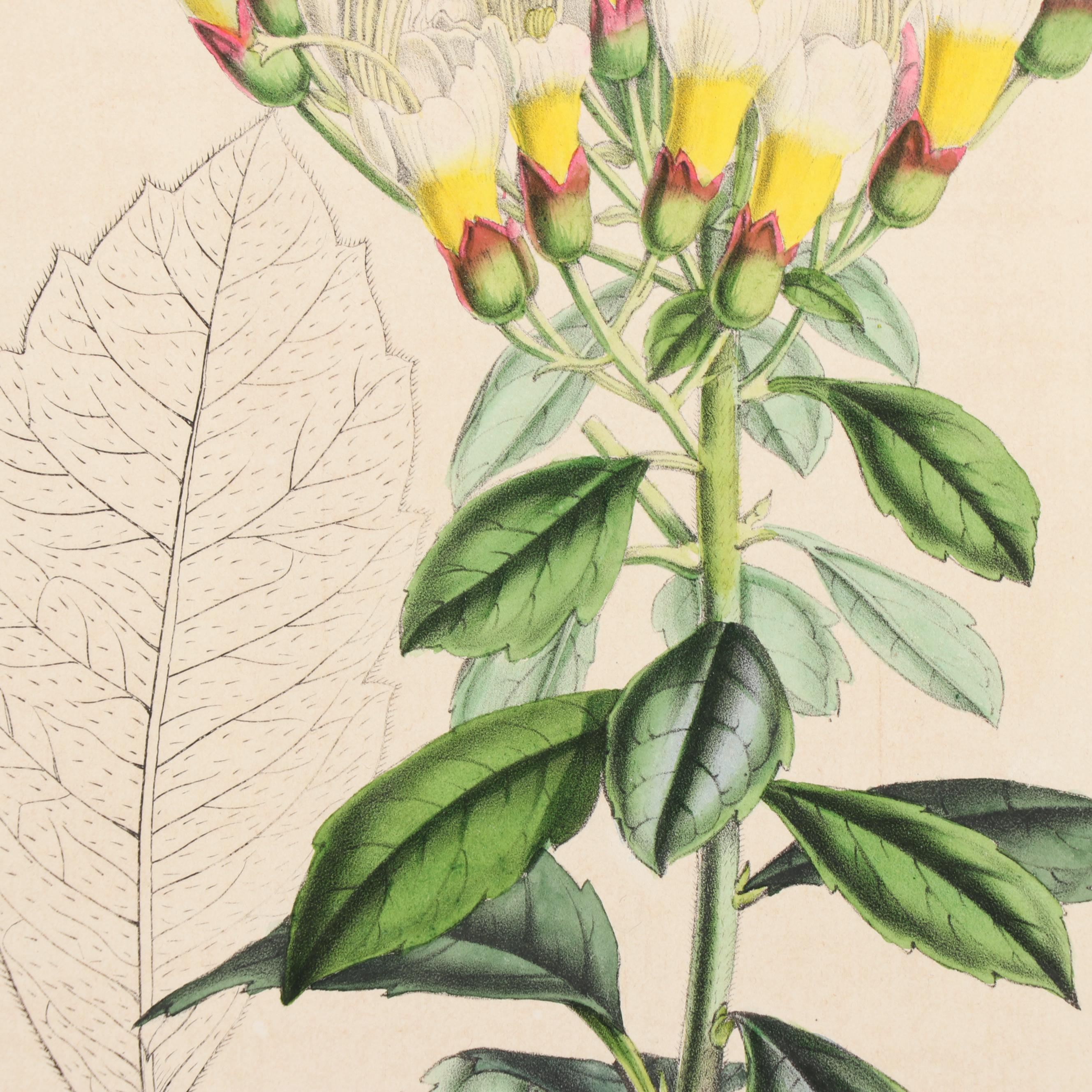 Botanical Journal Hand Colored Etchings and Lithographs, Late 19th Century