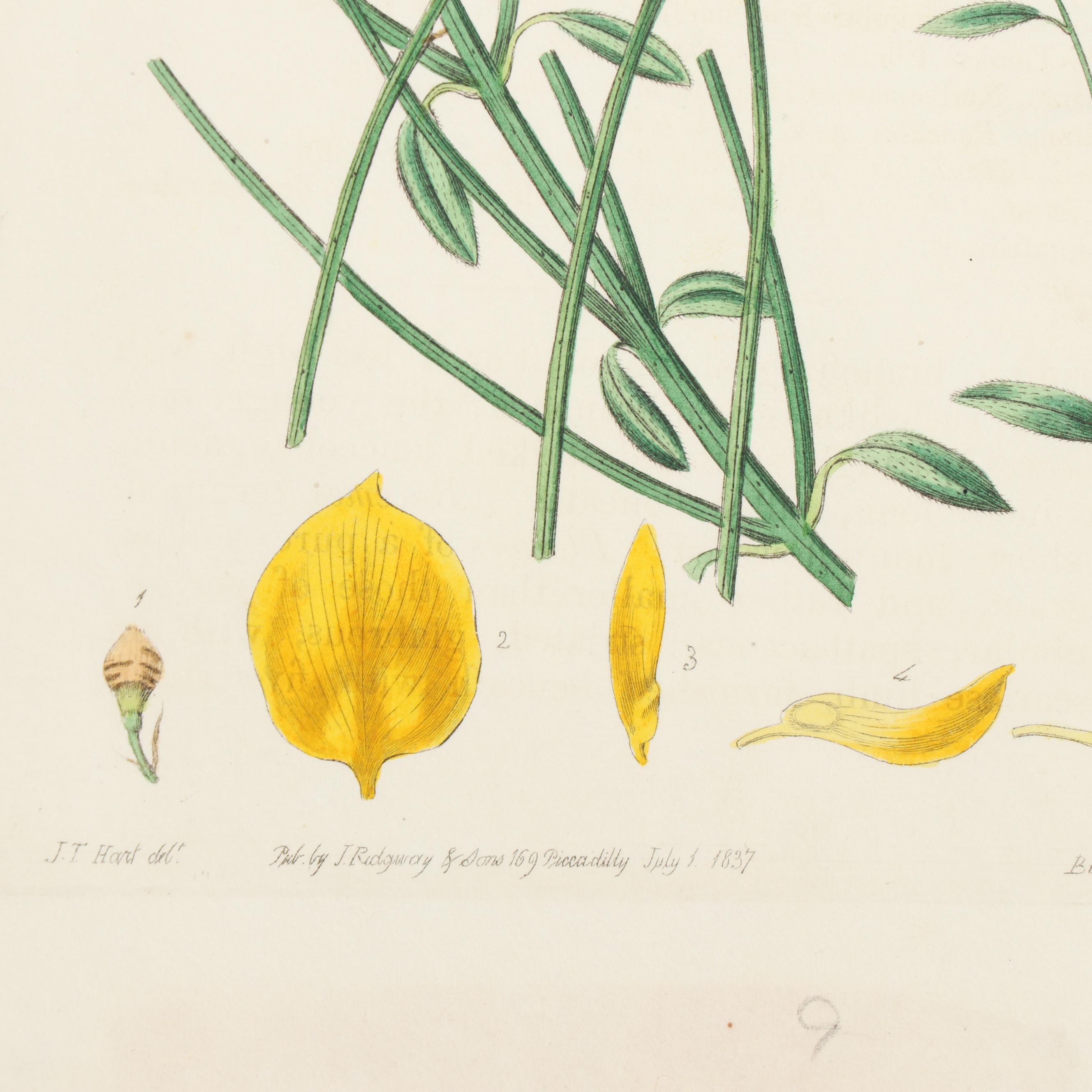Botanical Journal Hand Colored Etchings and Lithographs, Late 19th Century