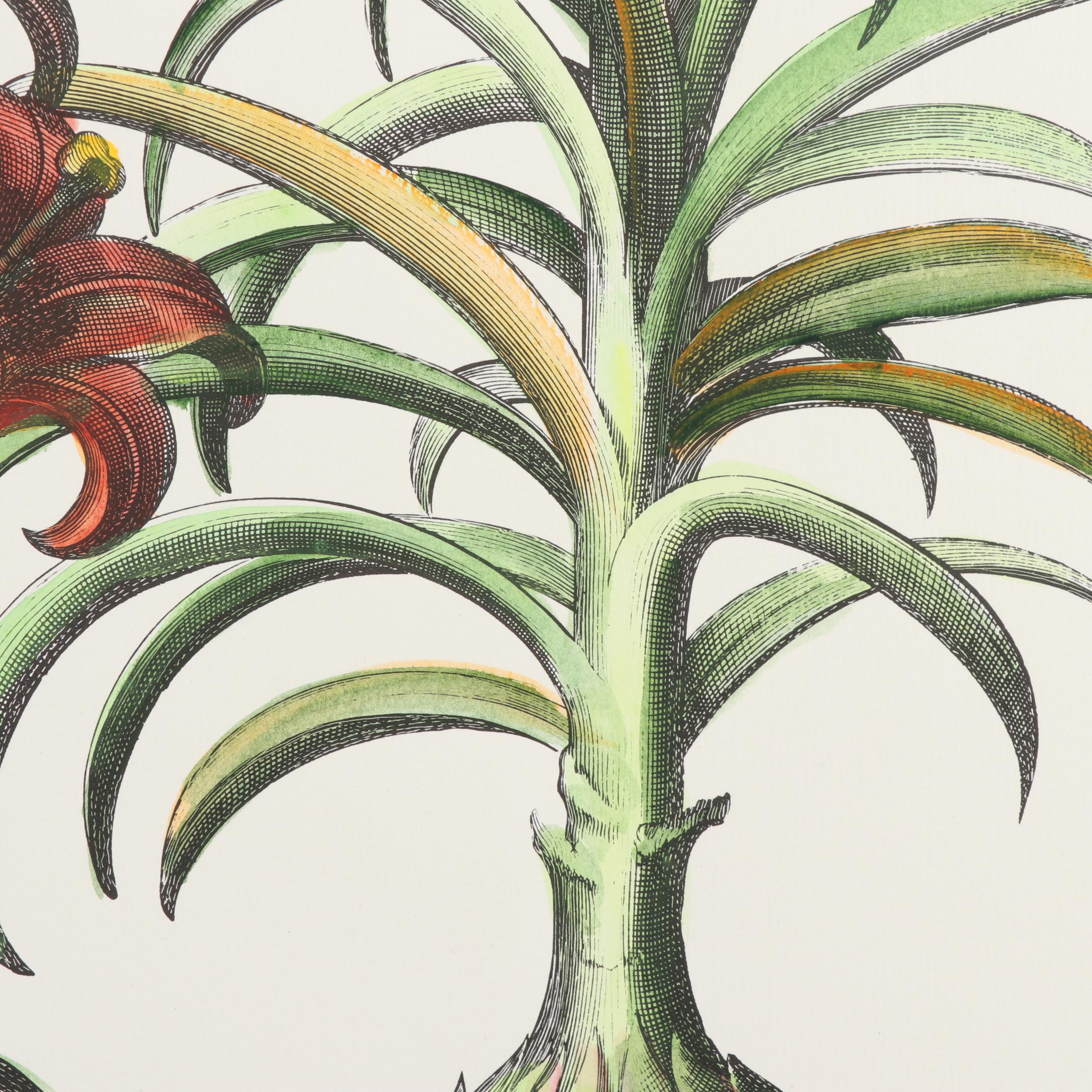 Hand-Colored Botanical Etching
