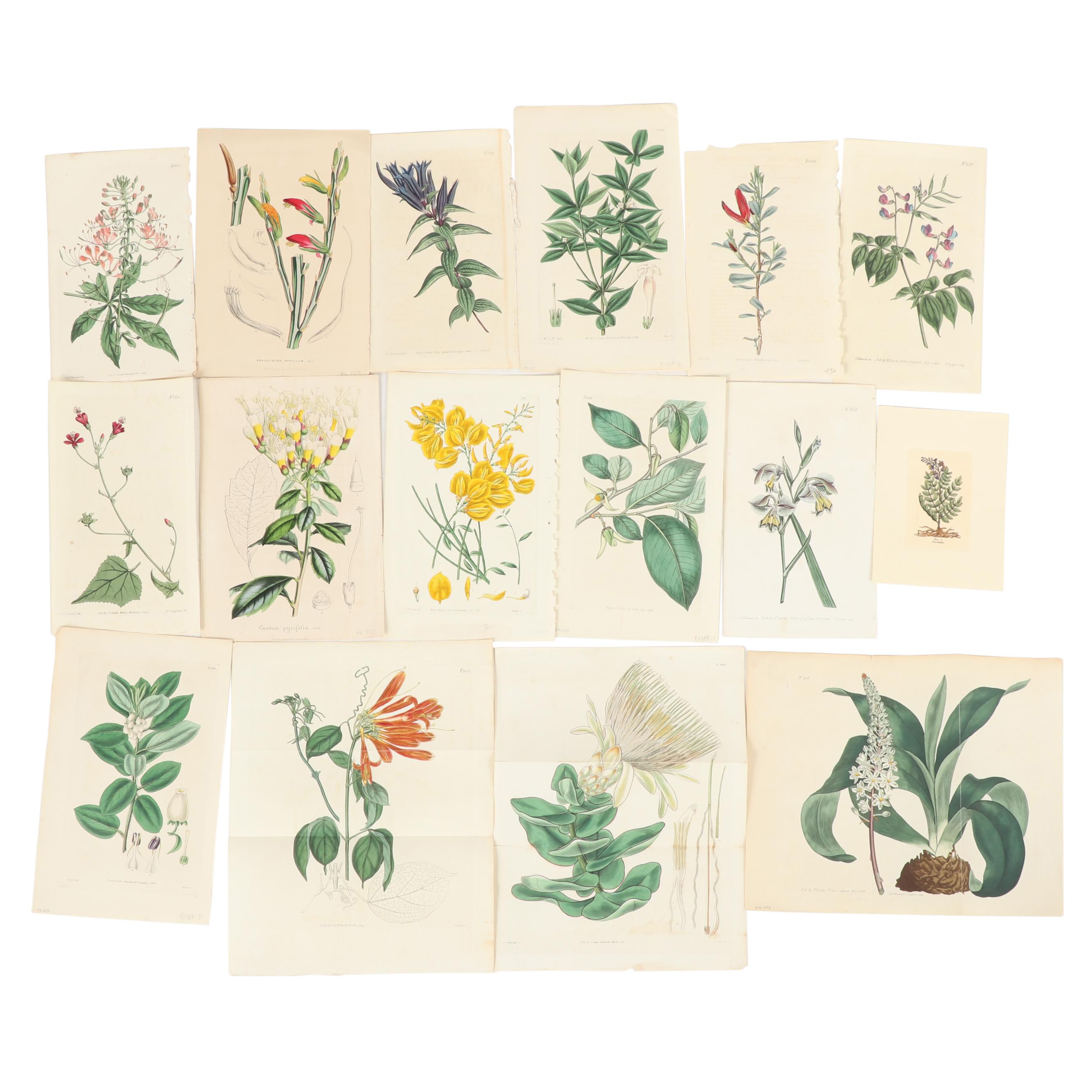 Botanical Journal Hand Colored Etchings and Lithographs, Late 19th Century