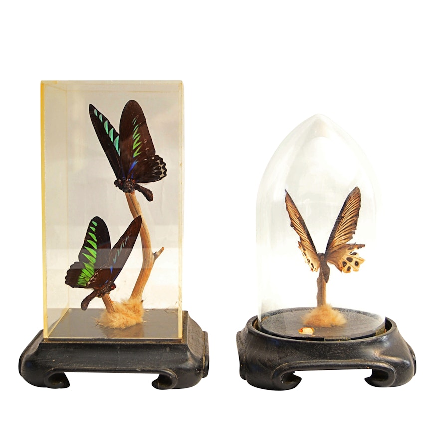 Preserved Butterflies in Vintage Display Cloches