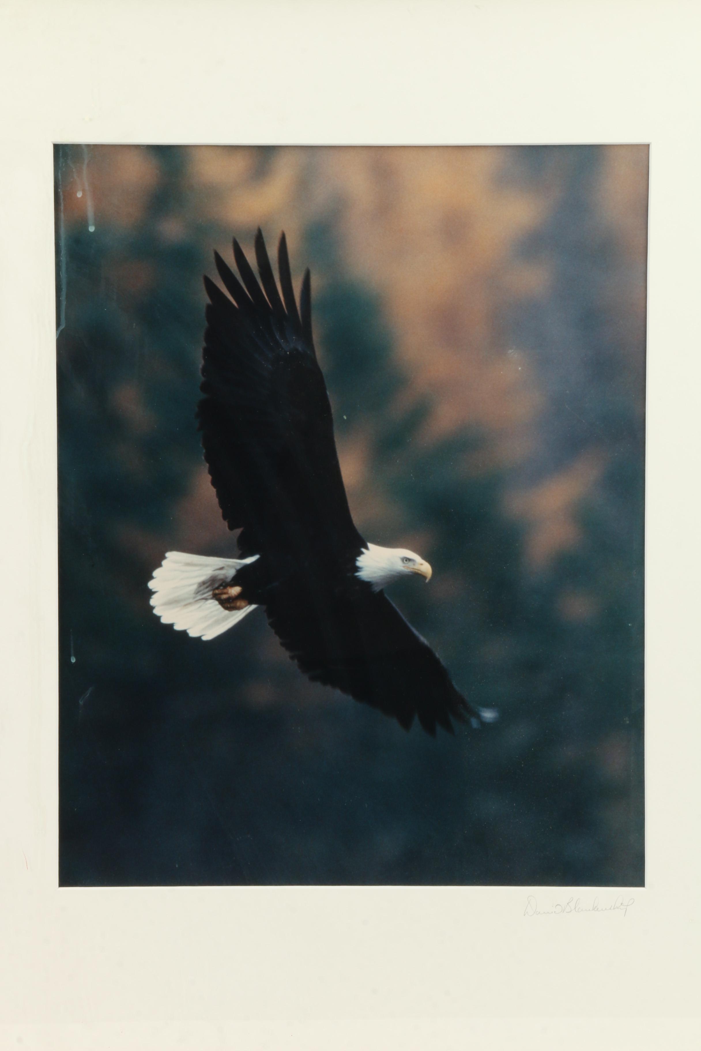 David Blankenship Chromogenic Color Photograph of Eagle in Flight