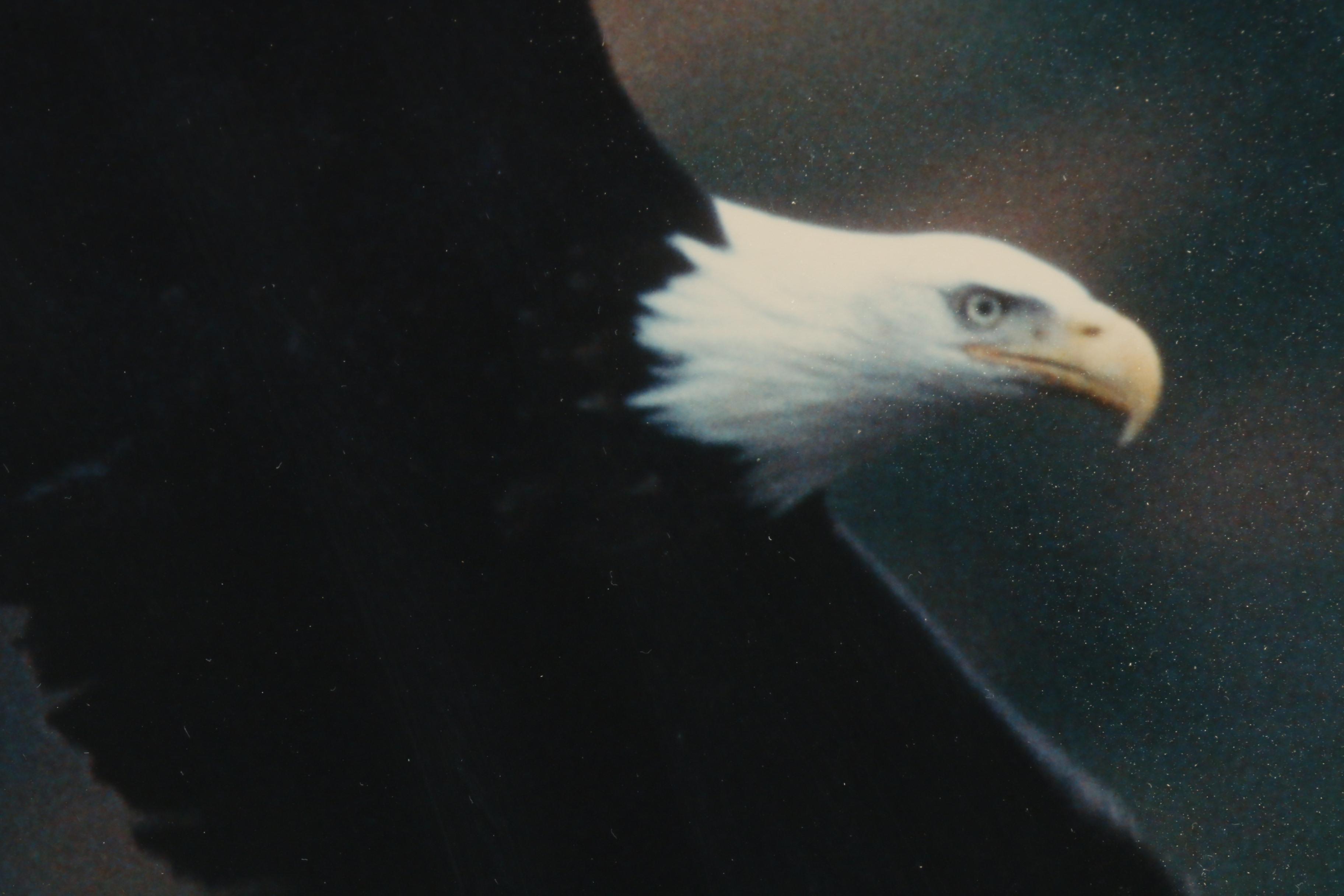 David Blankenship Chromogenic Color Photograph of Eagle in Flight