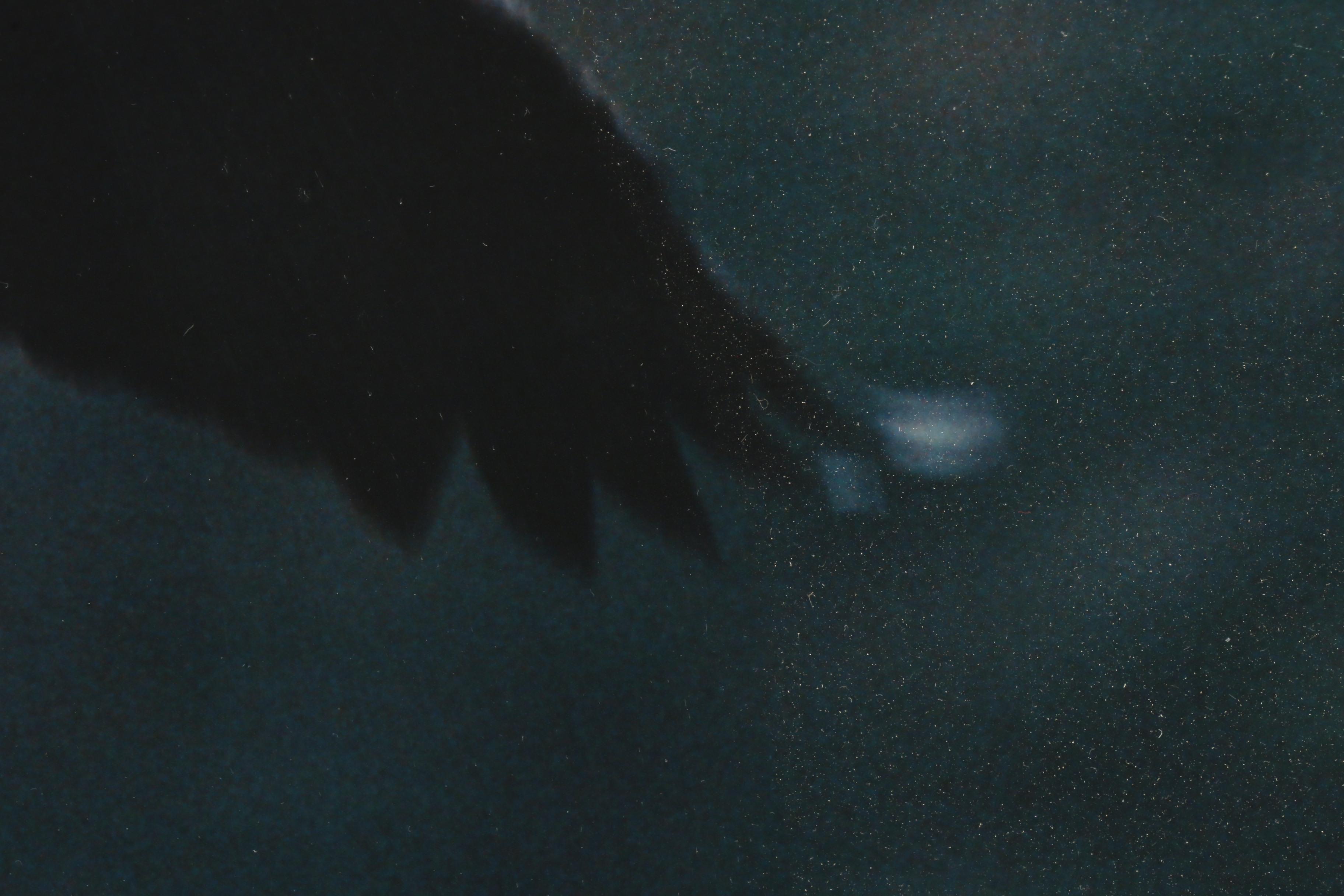 David Blankenship Chromogenic Color Photograph of Eagle in Flight