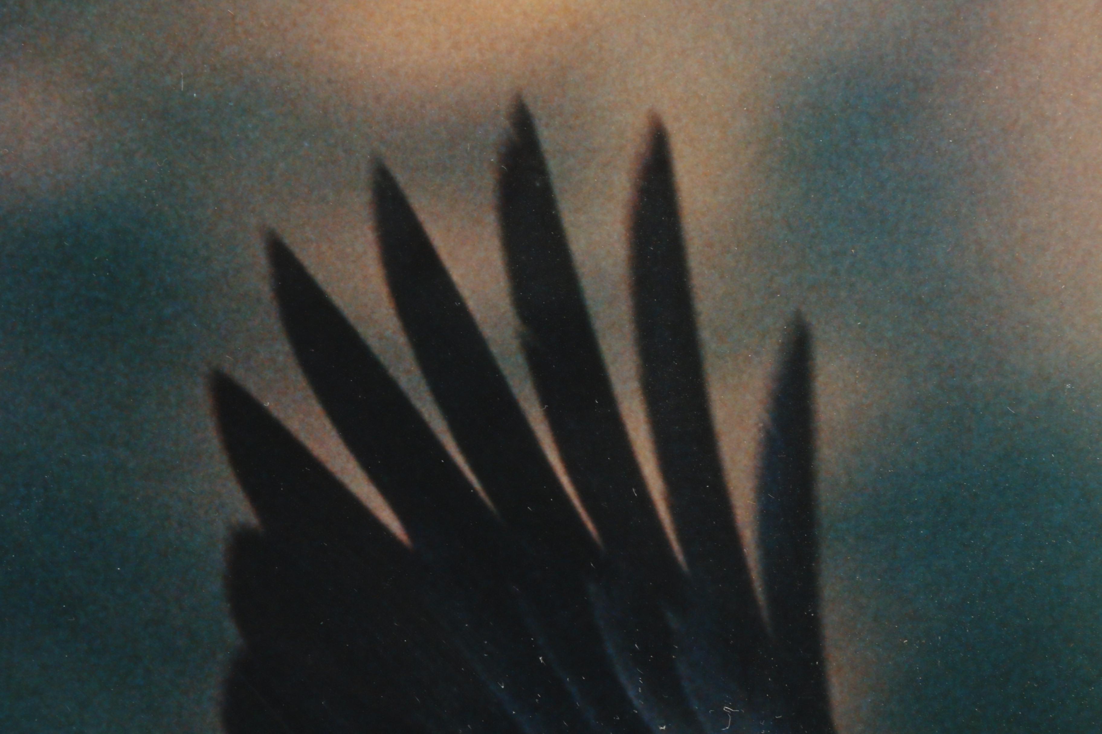 David Blankenship Chromogenic Color Photograph of Eagle in Flight