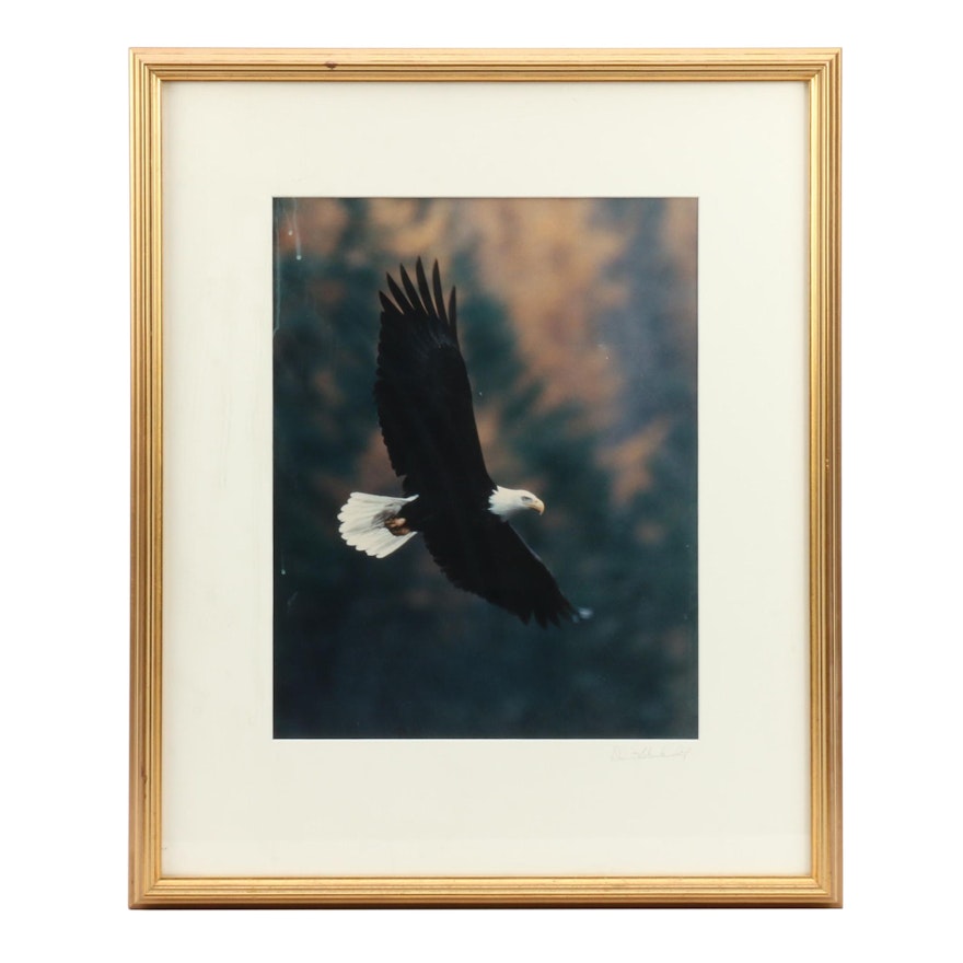 David Blankenship Chromogenic Color Photograph of Eagle in Flight
