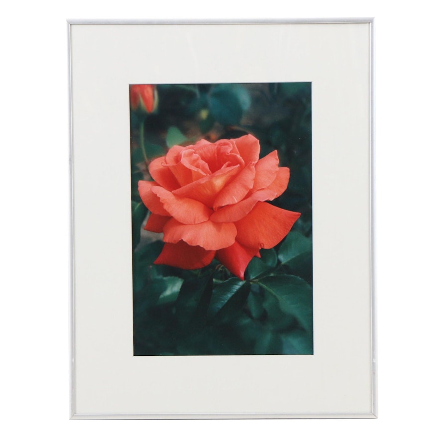 Louis Papp Salmon Rose Photographic Print