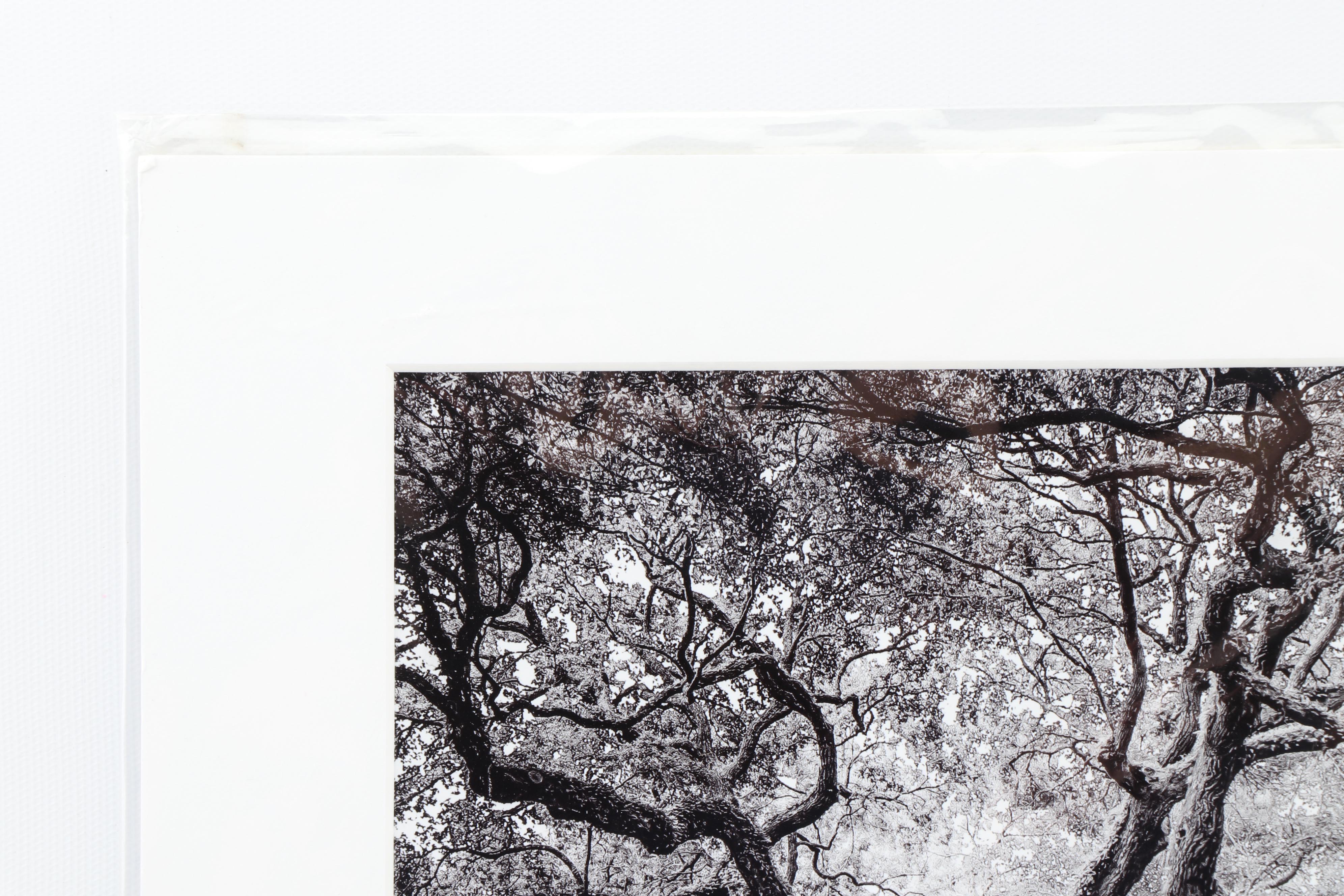 Butch Oglesby Photograph "Angel Oak"