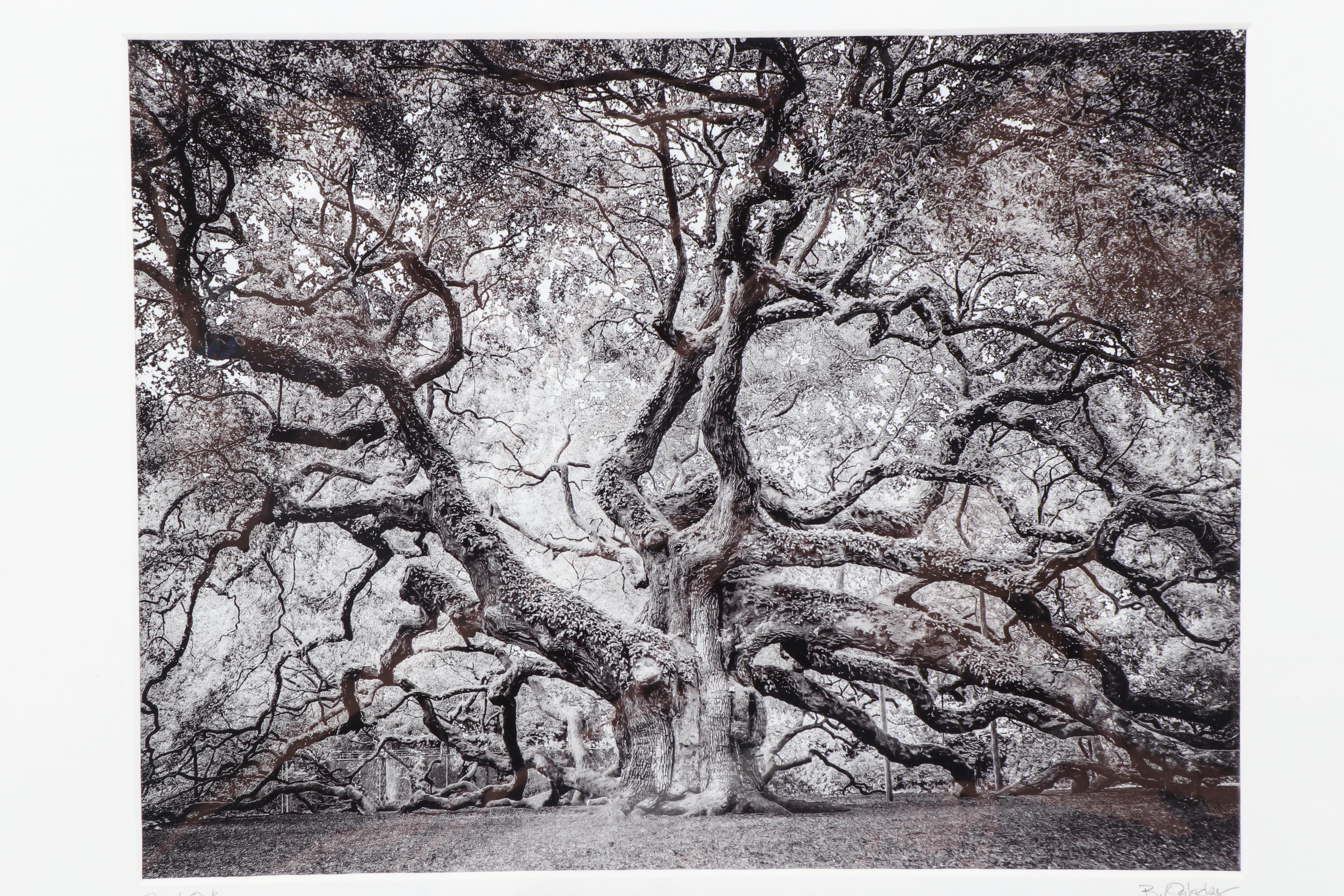 Butch Oglesby Photograph "Angel Oak"