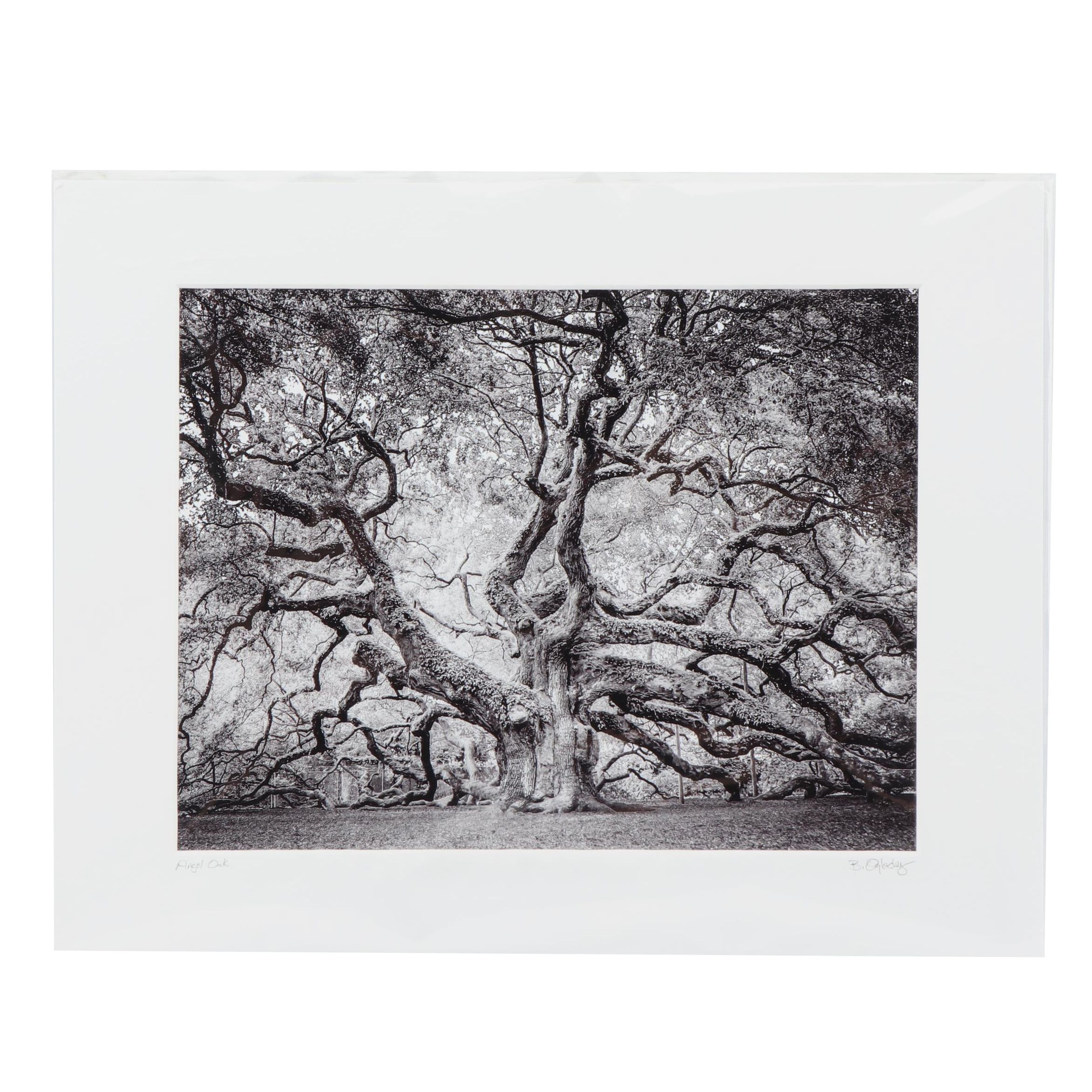 Butch Oglesby Photograph "Angel Oak"