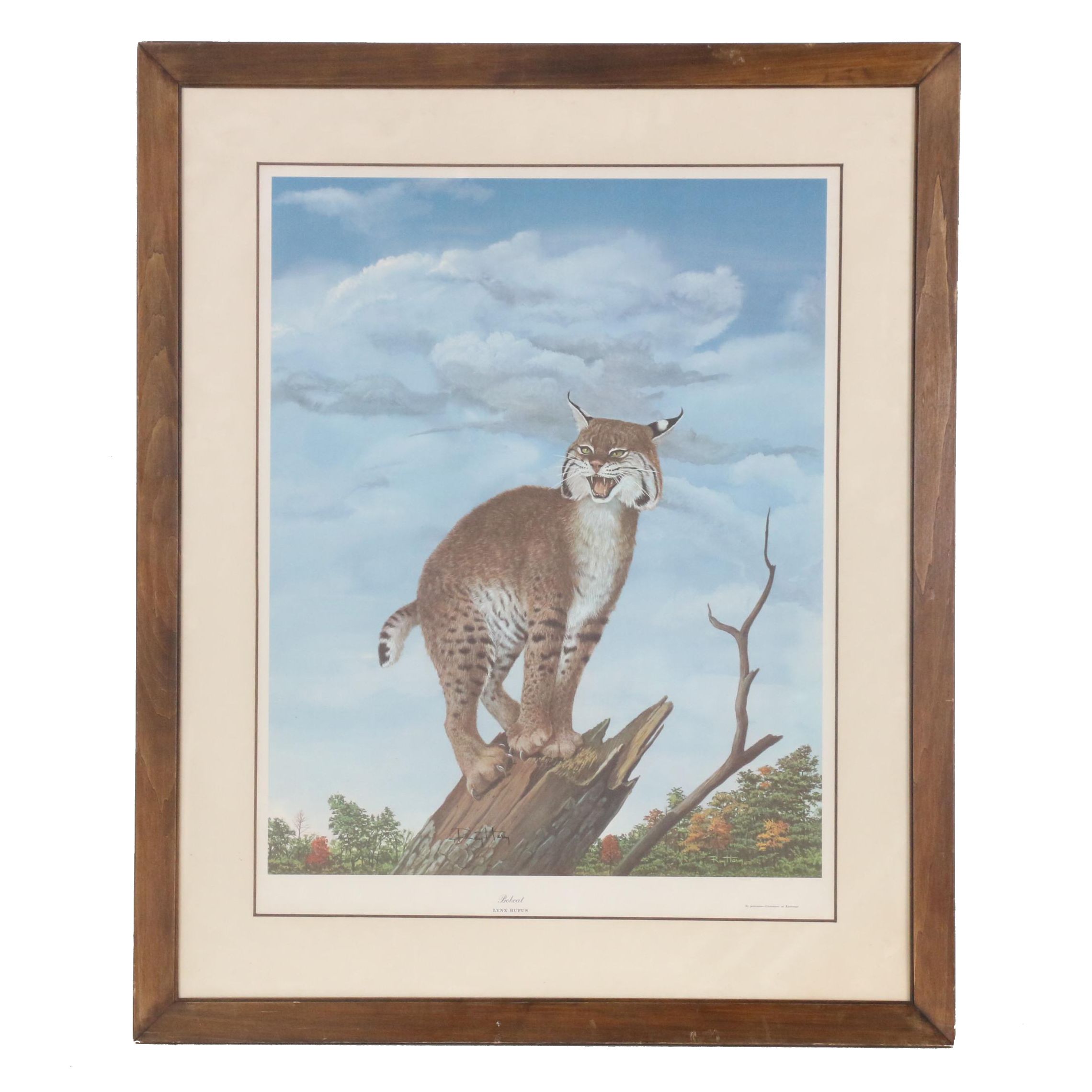 Ray Harm Offset Lithograph "Bobcat, Lynx Rufus"