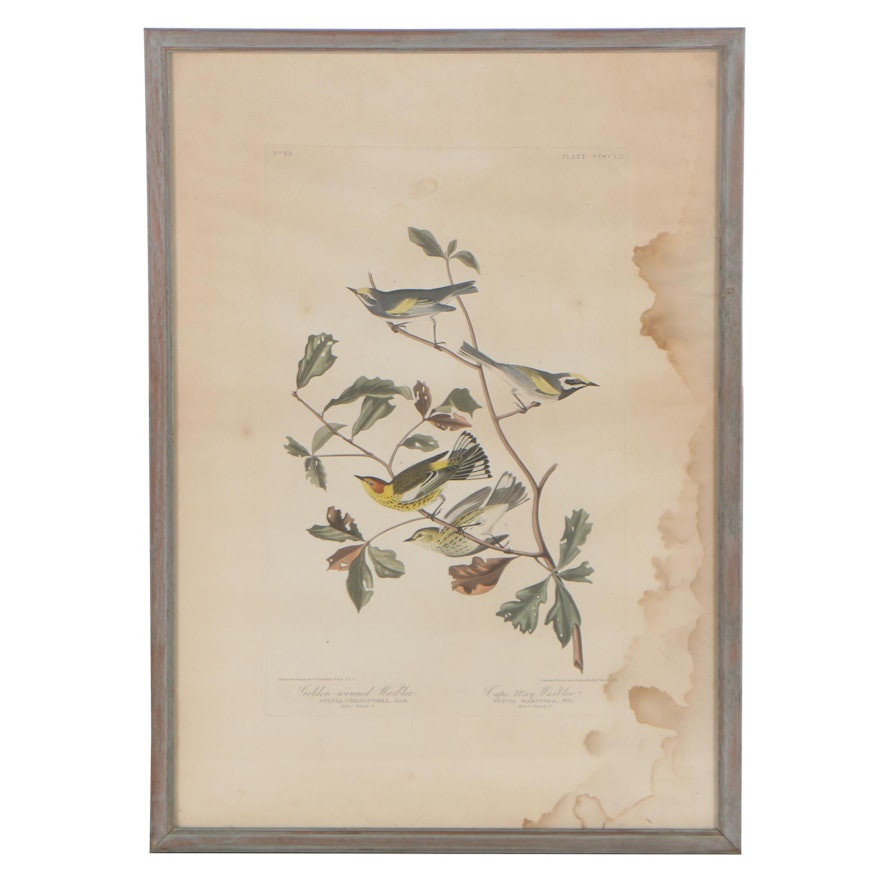 Havell Edition Hand-Colored Engraving from J.J. Audubon's "The Birds of America"