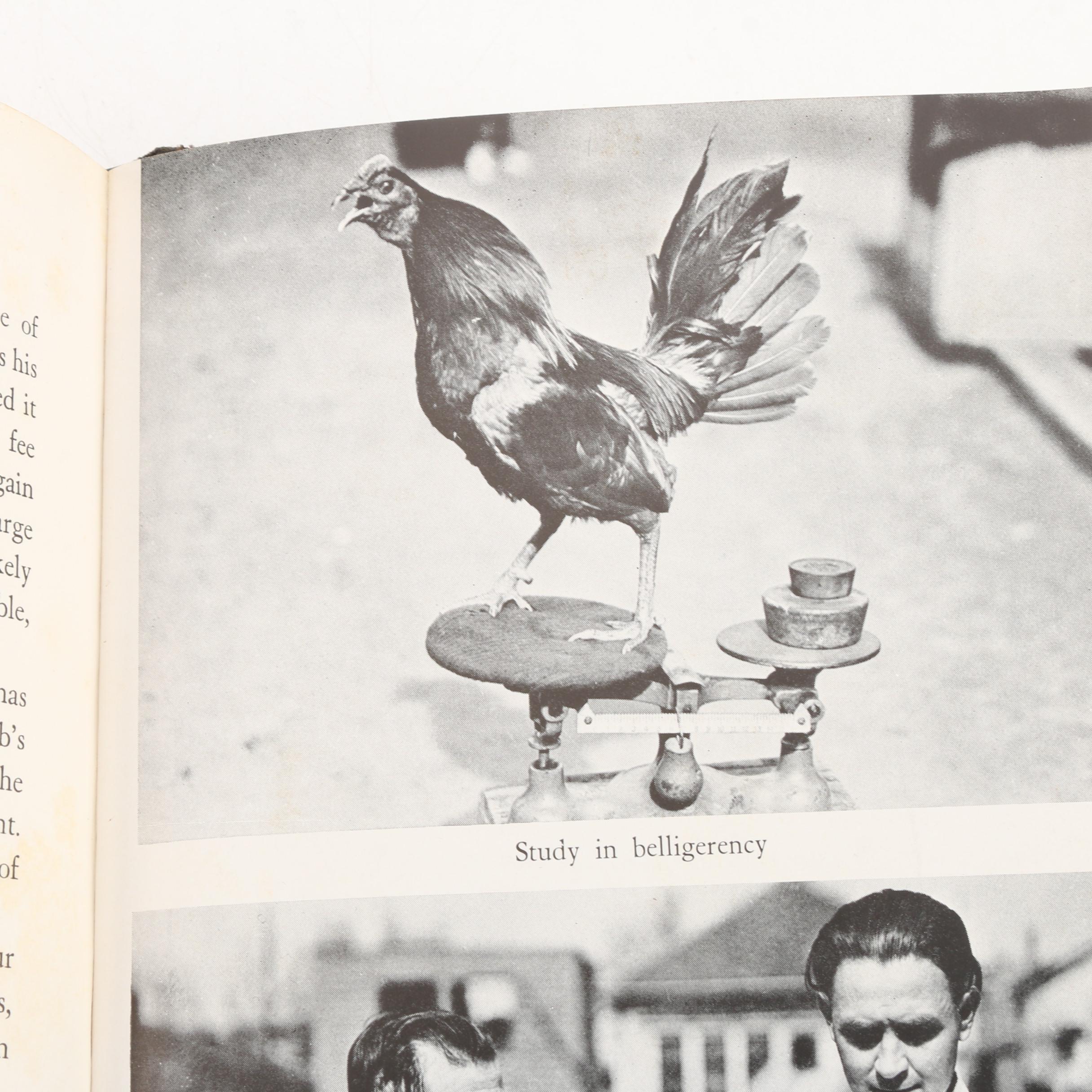 1938 "Courage: the Story of Modern Cockfighting"