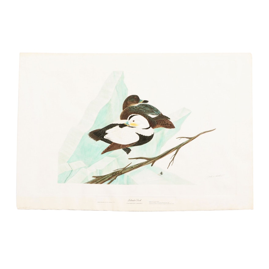 John A. Ruthven Limited Edition Lithograph "Labrador Duck"