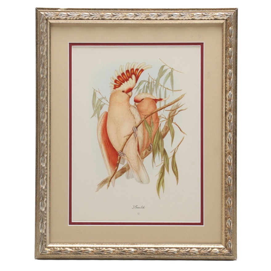 Offset Lithographic Reproduction after John Gould "Leadbeater's Cockatoo"