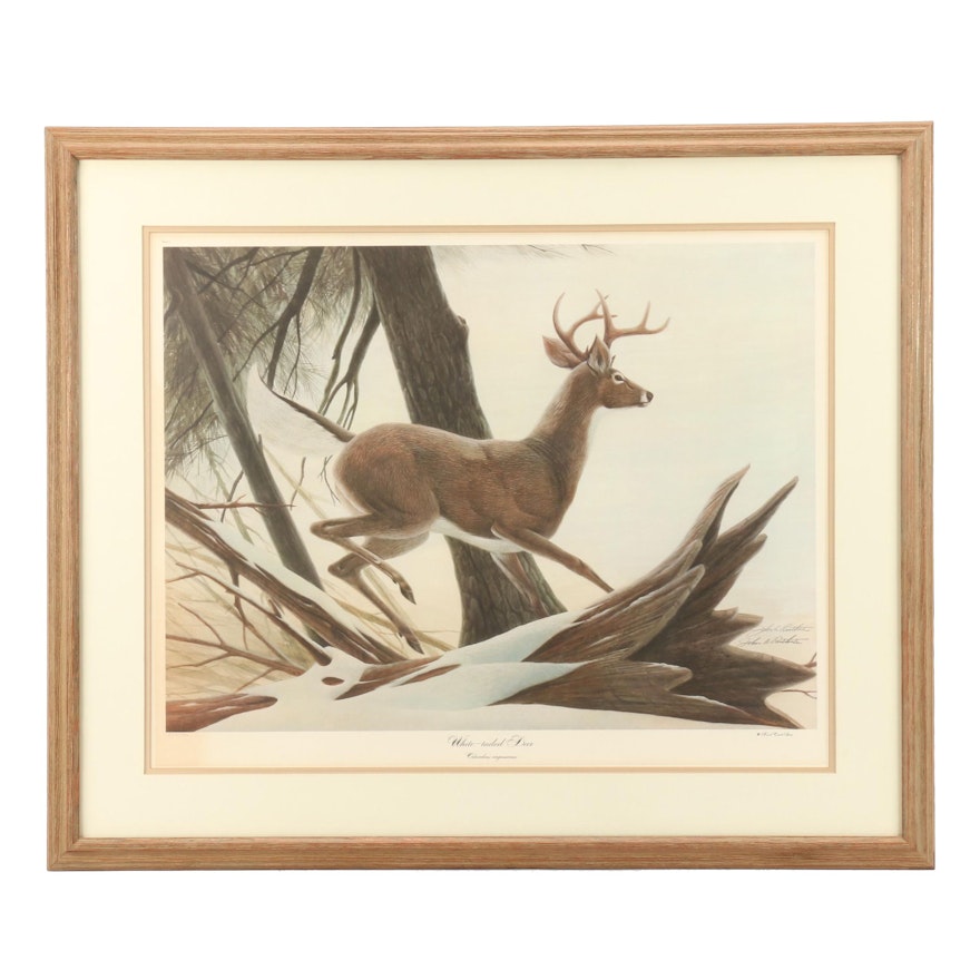 John Ruthven Limted Edition Offset Lithograph "White-tailed Deer"