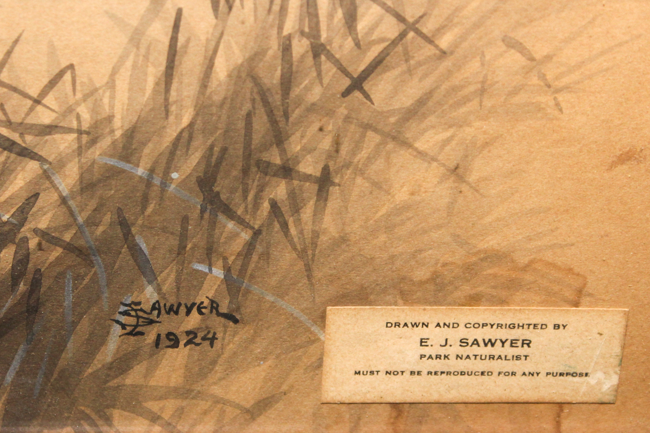 Edmund Sawyer Naturalist Watercolor