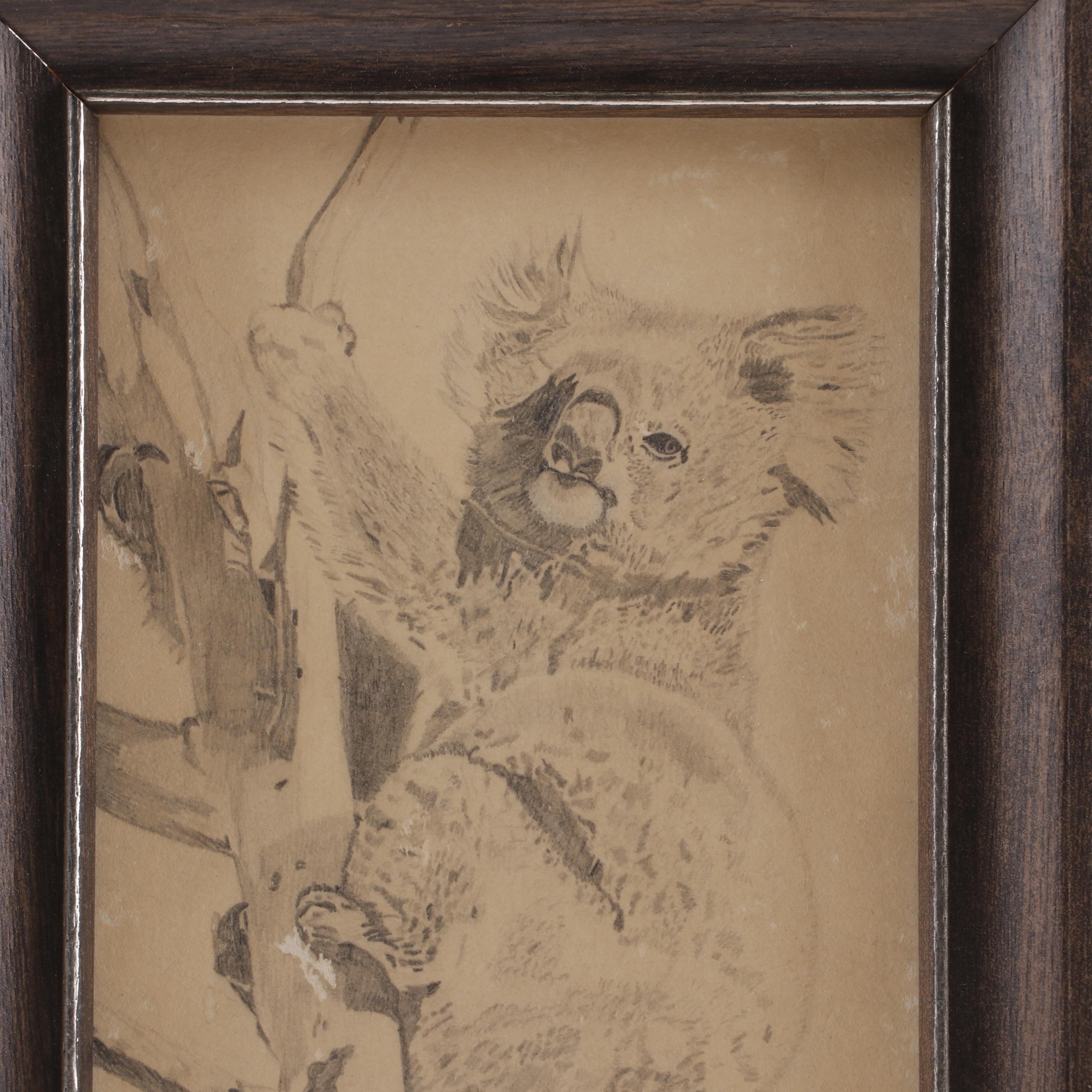 Martin Lewis Koala Drawing