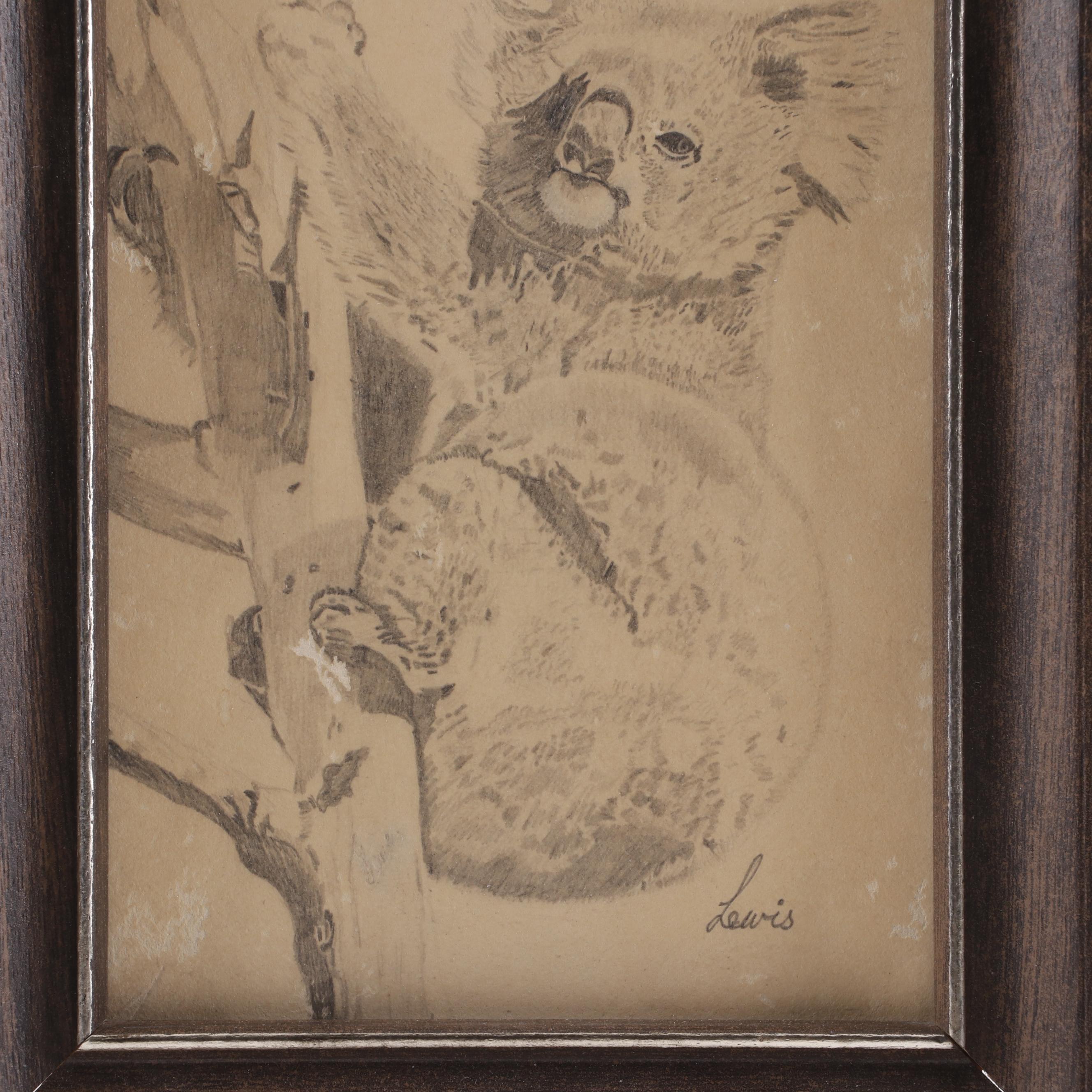 Martin Lewis Koala Drawing