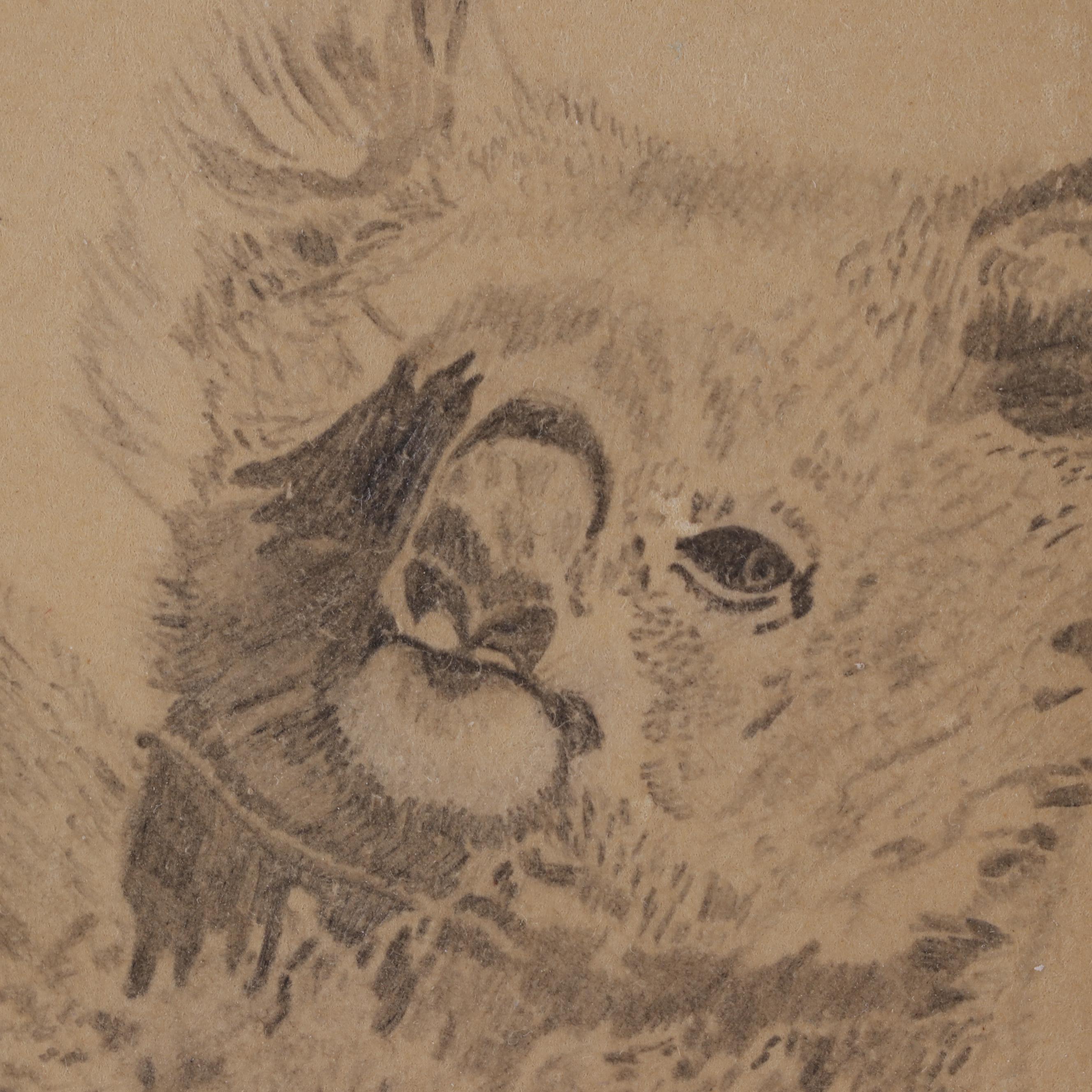 Martin Lewis Koala Drawing
