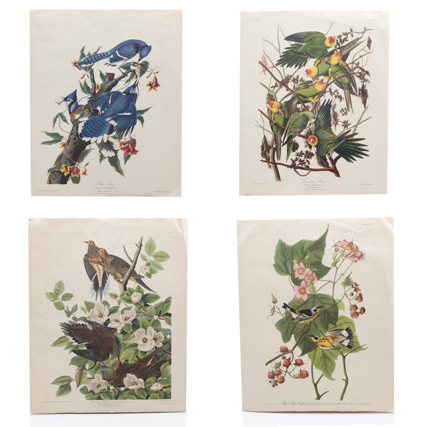Four Offset Lithographs After John James Audubon