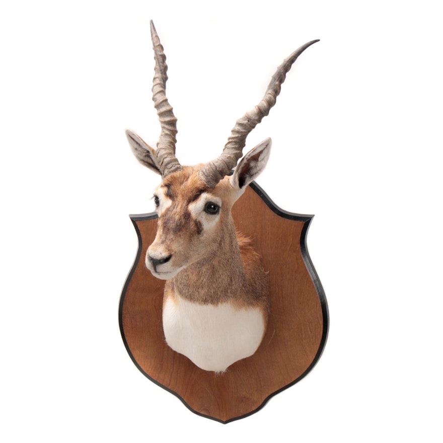 Taxidermy Gazelle Shoulder Trophy Mount