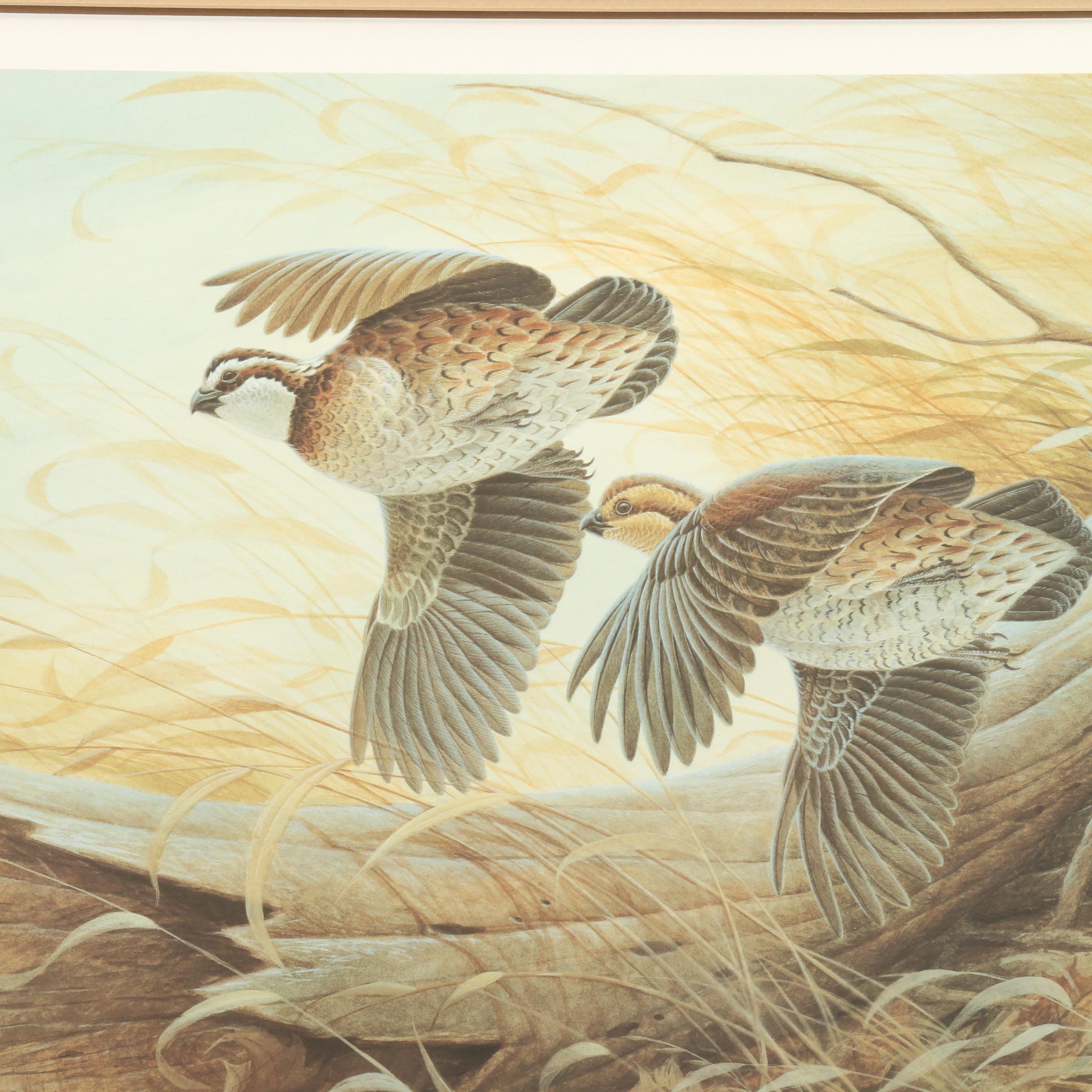 John Ruthven Offset Lithograph after "Edge Birds: Bobwhite Quail"