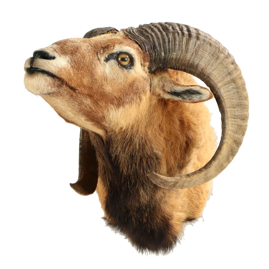 Taxidermy Bighorn Sheep Shoulder Trophy Mount