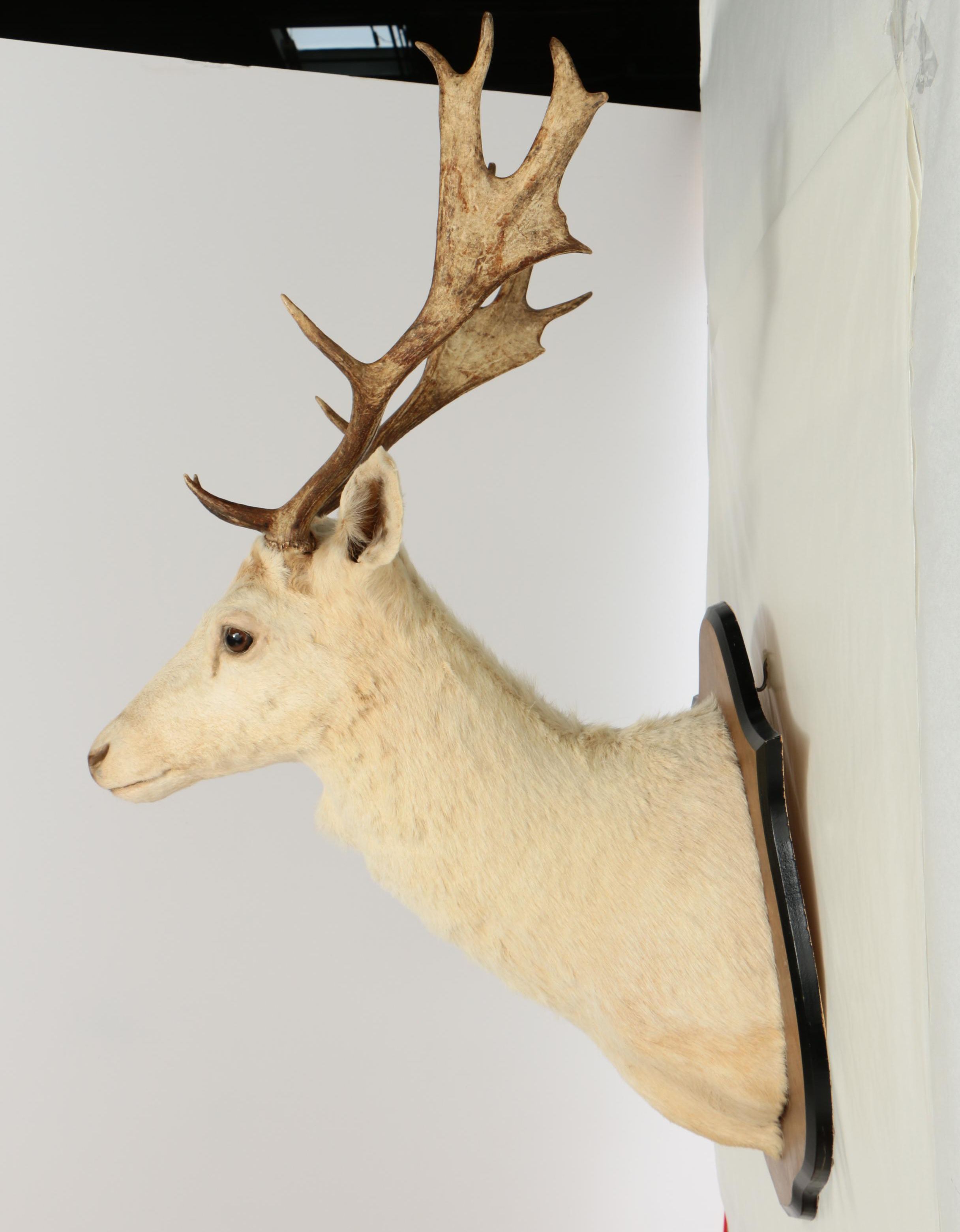 Taxidermy Thirteen-Point Fallow Deer Shoulder Trophy Mount