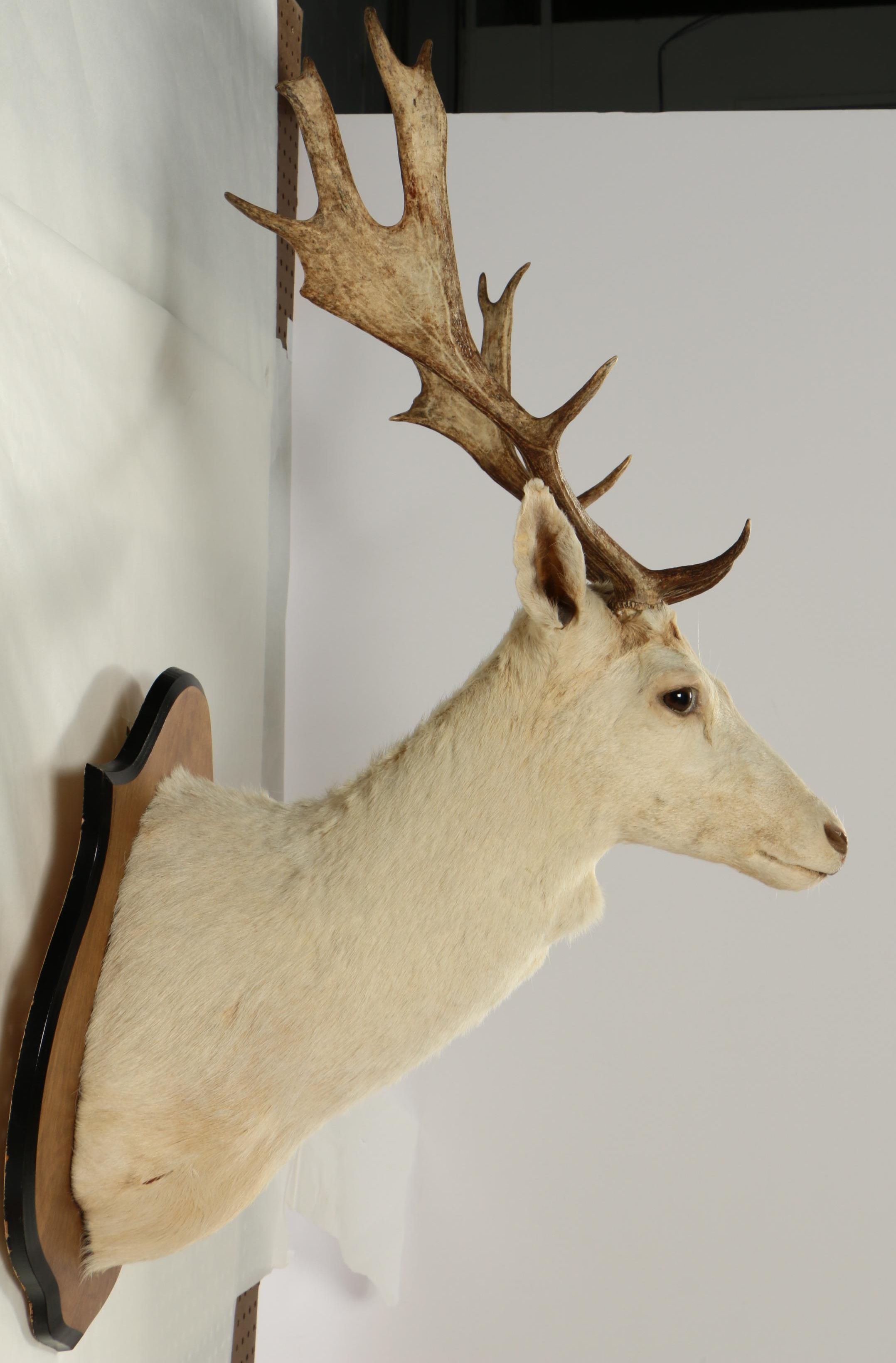 Taxidermy Thirteen-Point Fallow Deer Shoulder Trophy Mount
