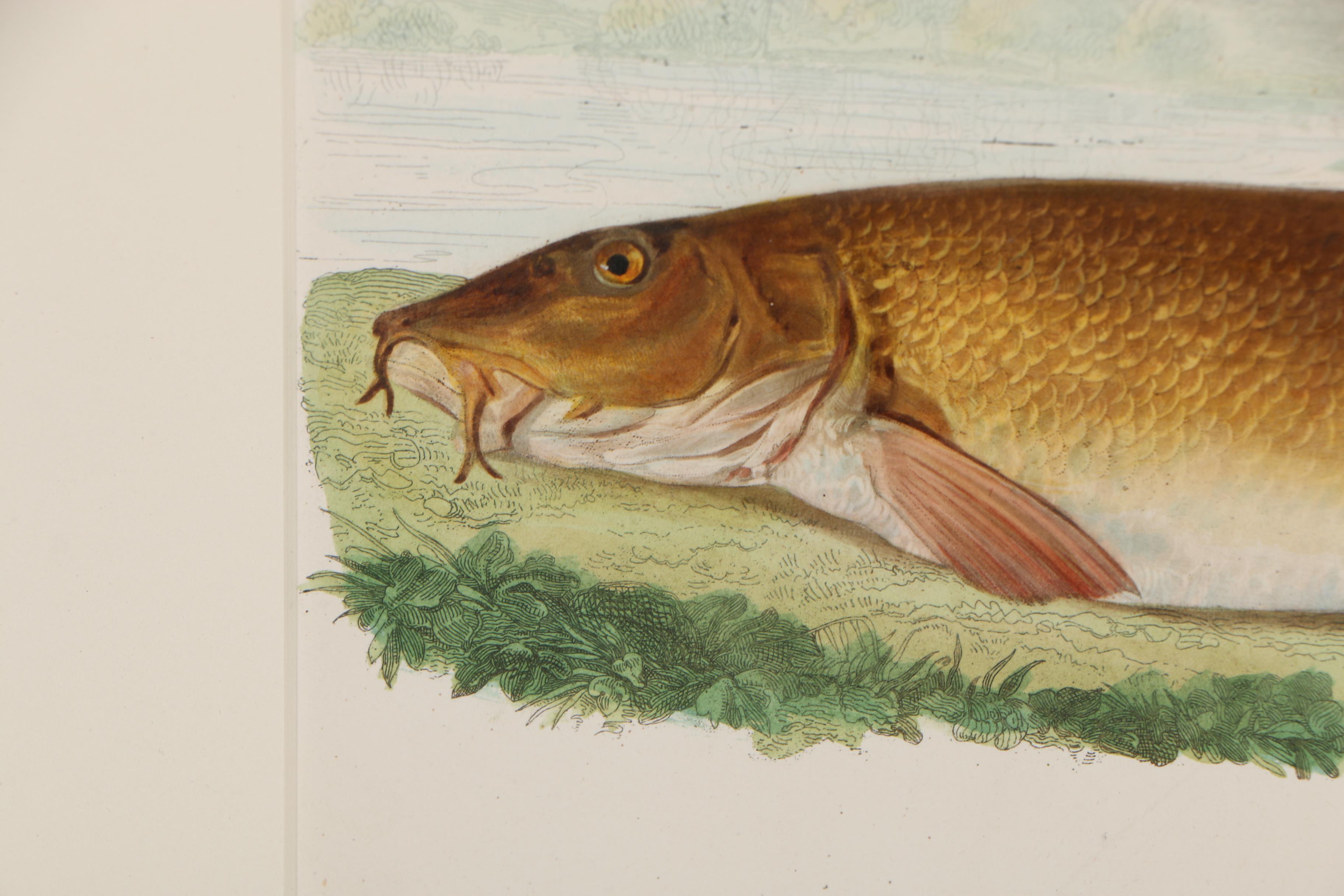 Hand-Colored Lithograph on Paper "Barbel"