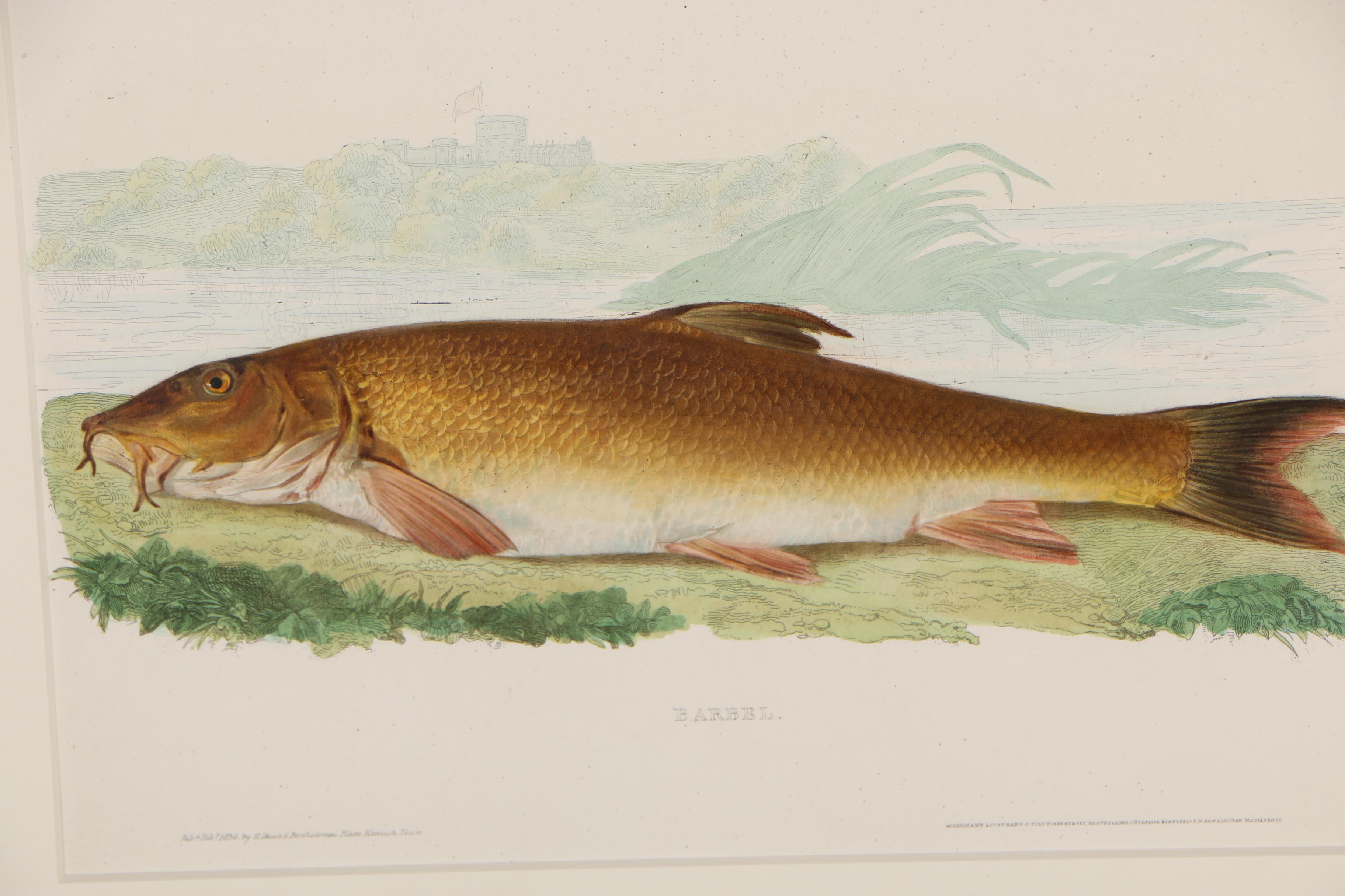 Hand-Colored Lithograph on Paper "Barbel"