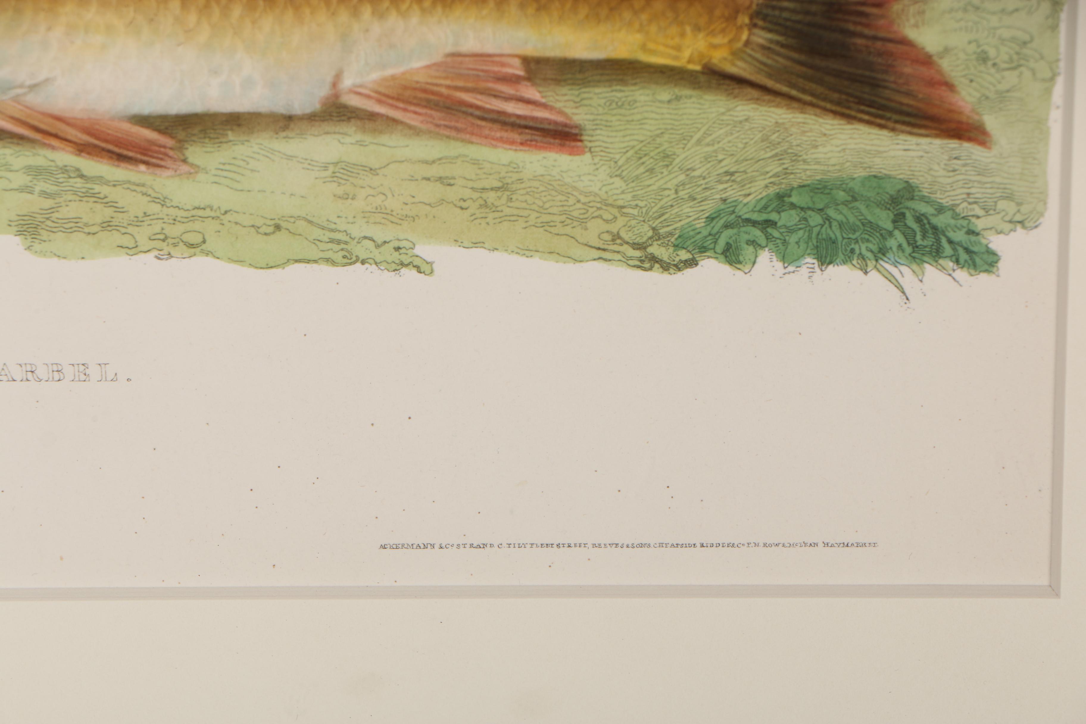 Hand-Colored Lithograph on Paper "Barbel"