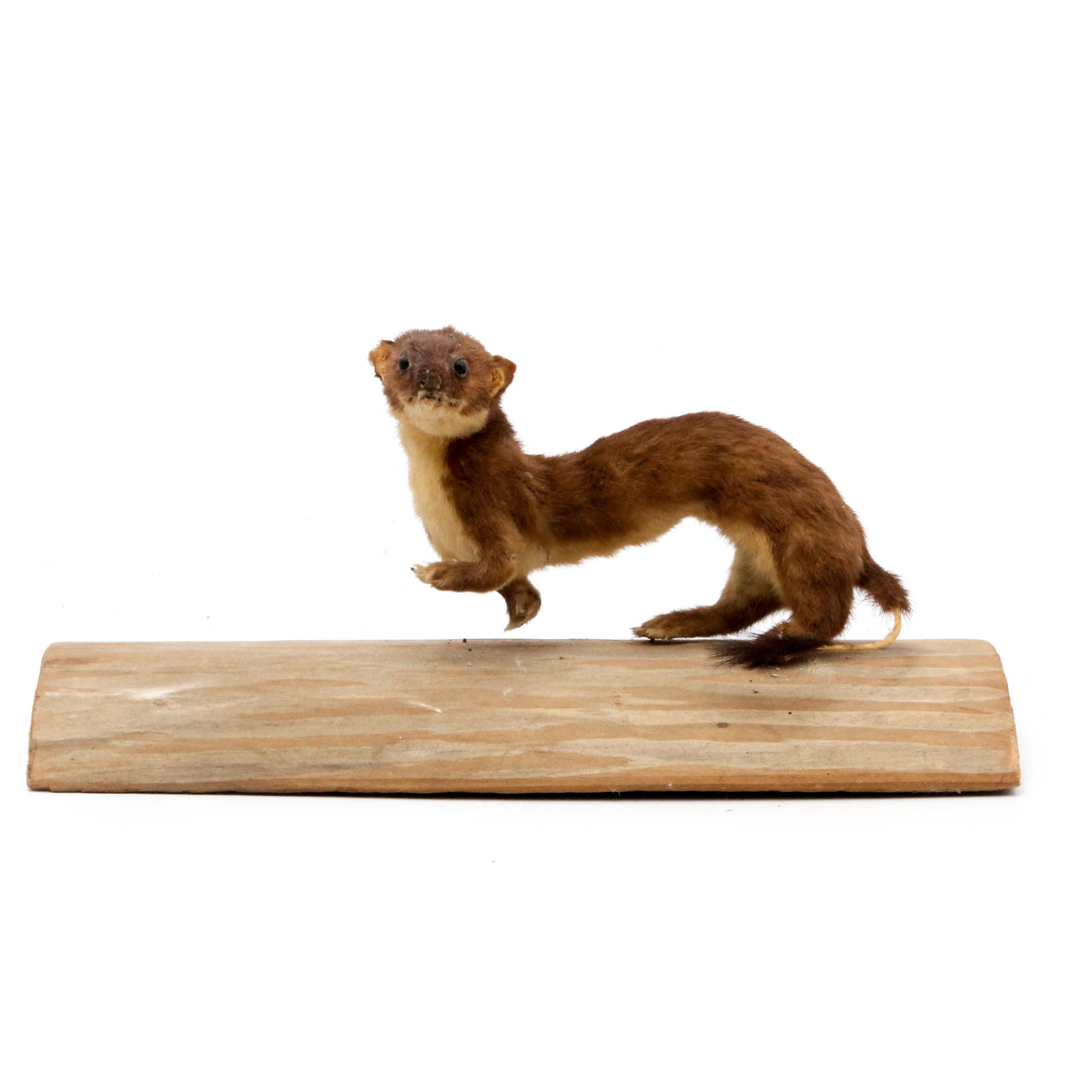 Taxidermy Weasel Full Body Mount