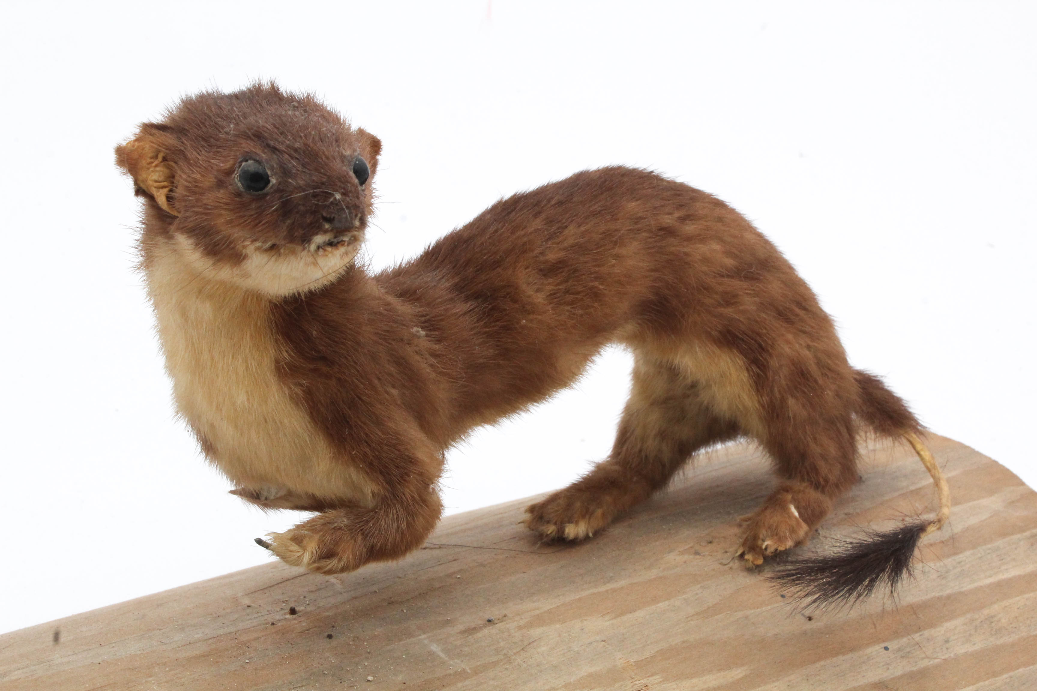 Taxidermy Weasel Full Body Mount
