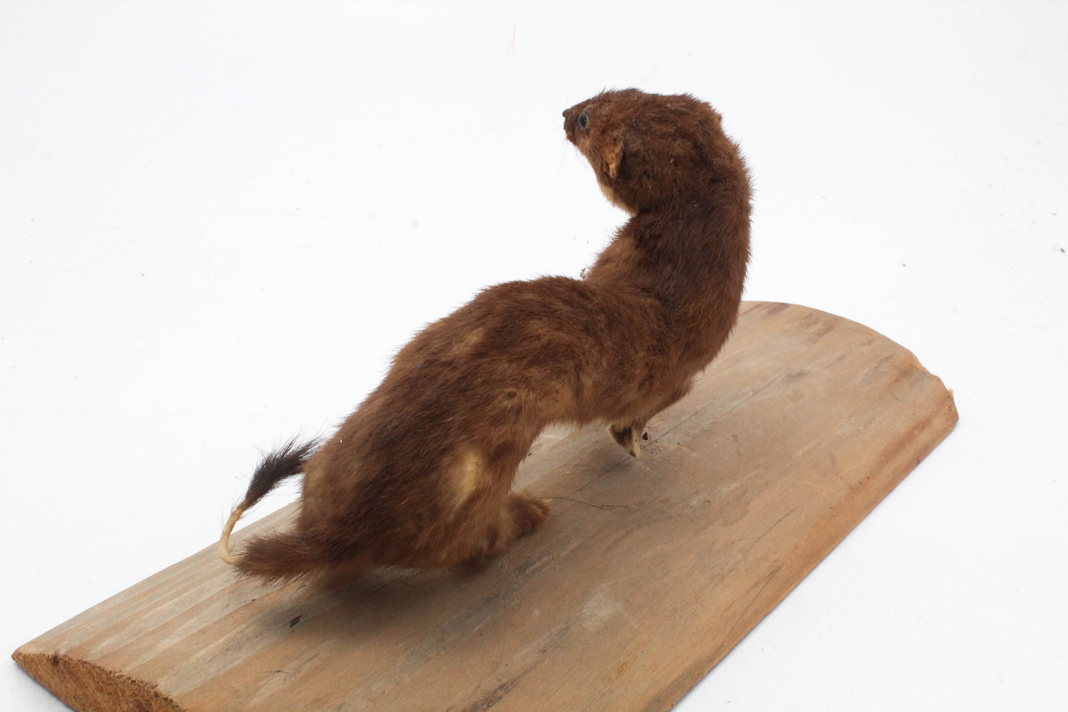 Taxidermy Weasel Full Body Mount