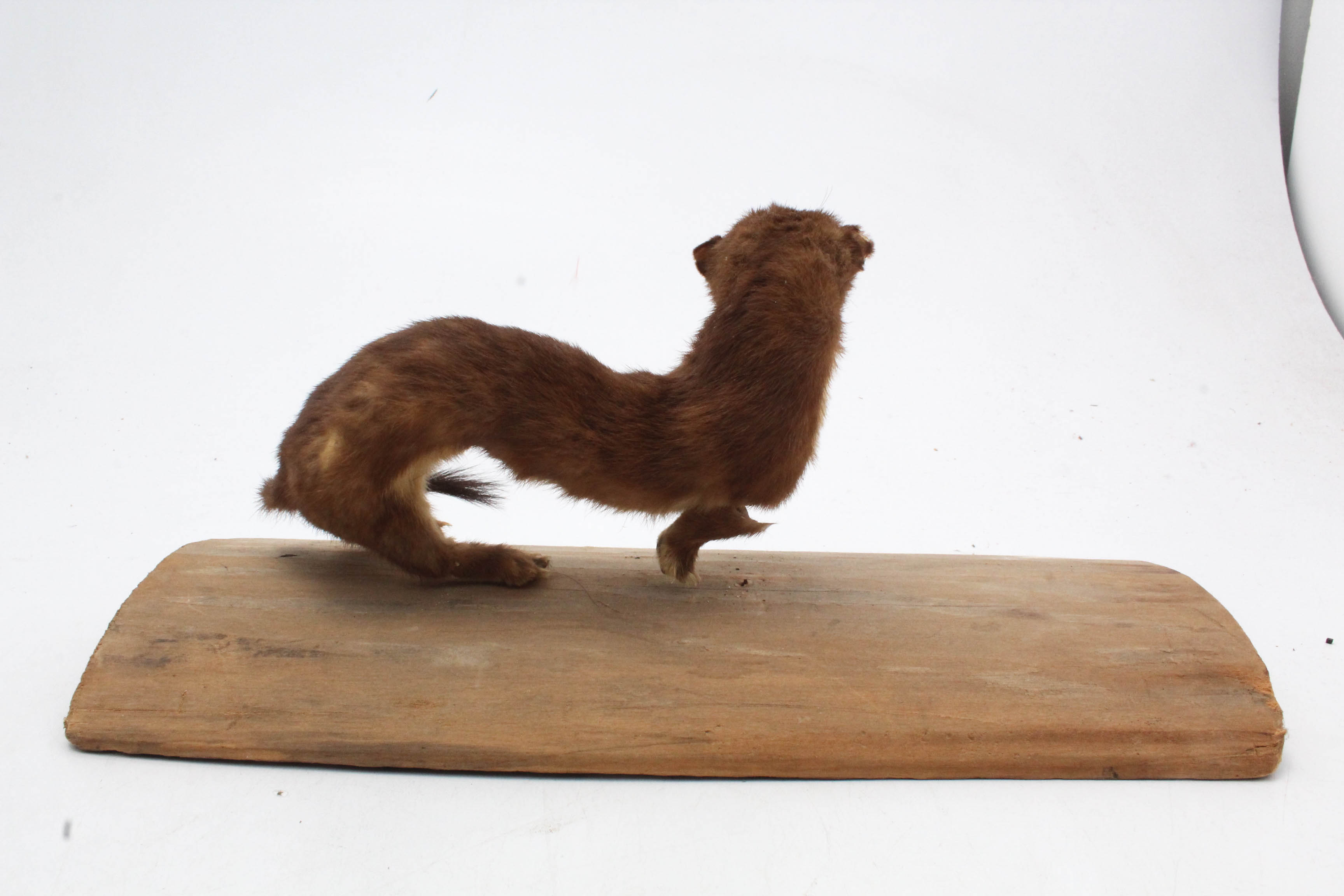 Taxidermy Weasel Full Body Mount
