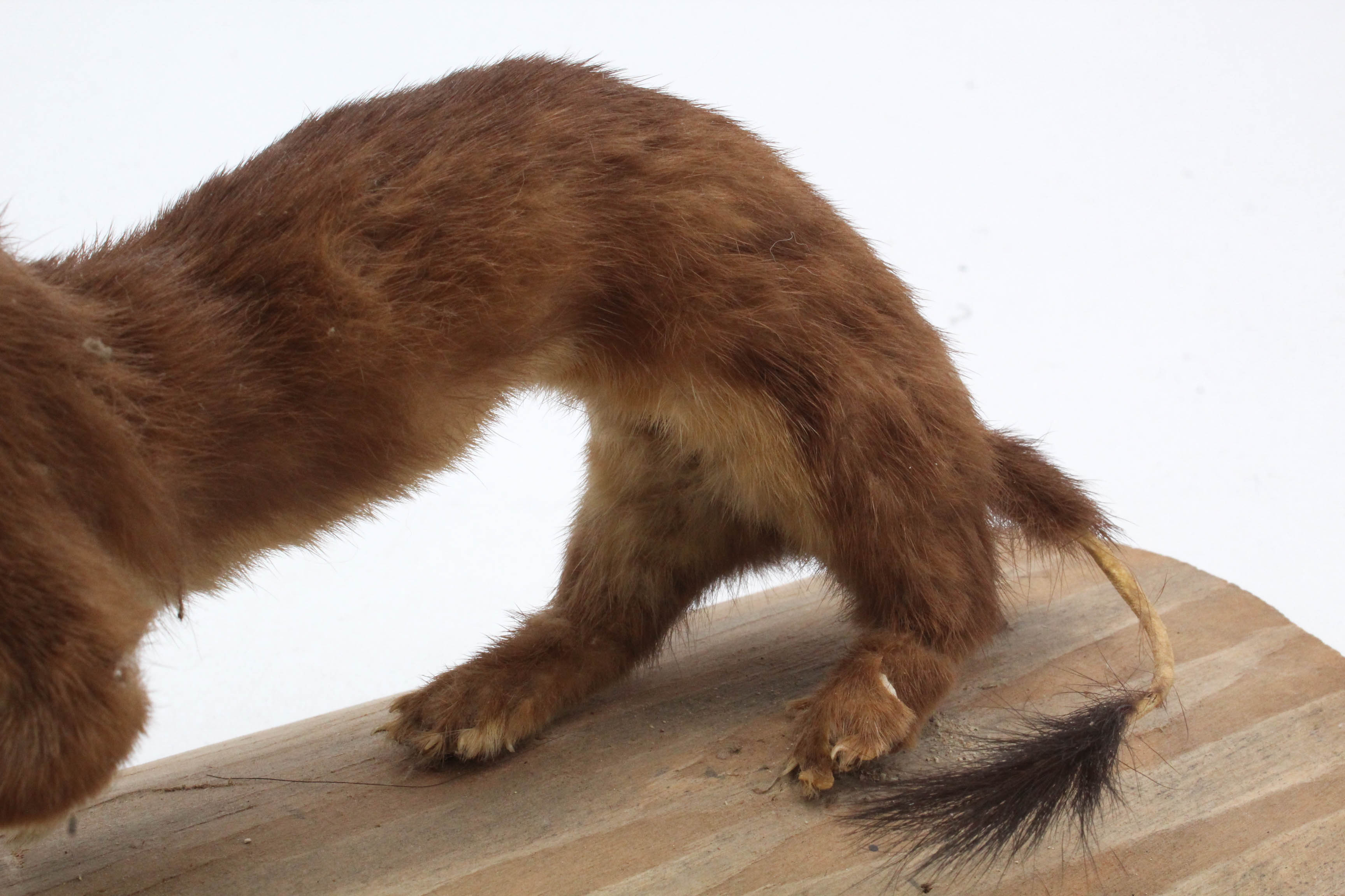 Taxidermy Weasel Full Body Mount