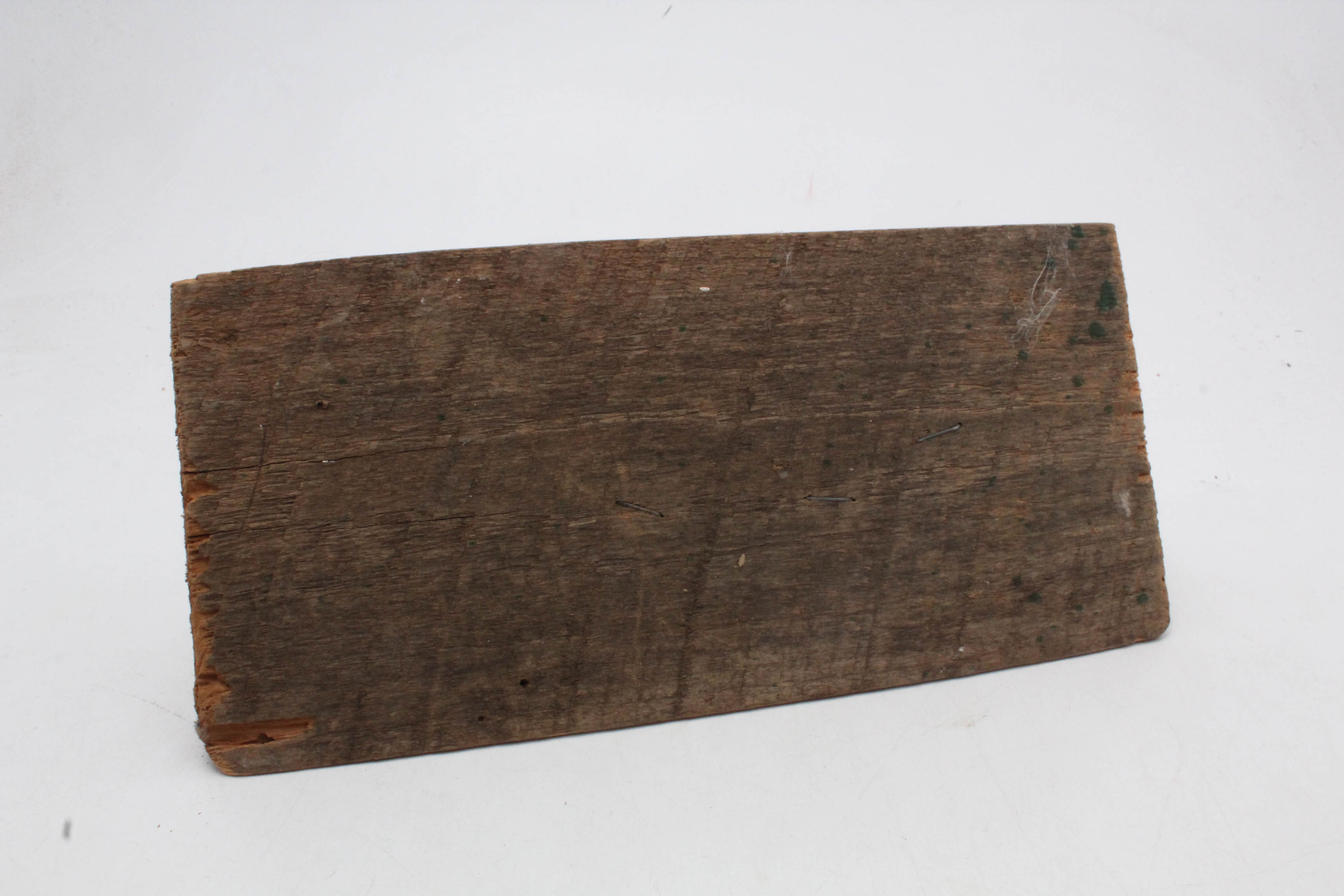 Taxidermy Weasel Full Body Mount