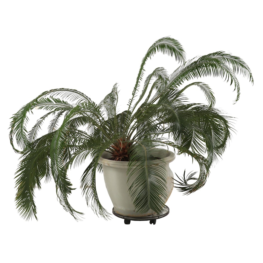 Live Sago Palm Plant in Molded Resin Planter